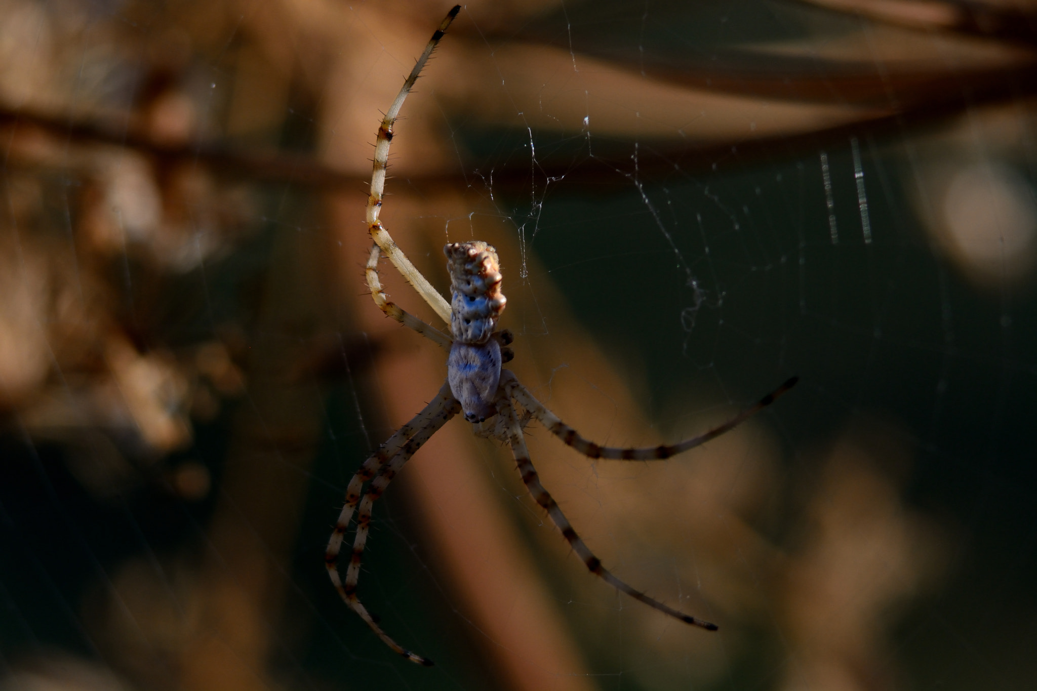 AF Zoom-Nikkor 75-240mm f/4.5-5.6D sample photo. Little six-legs spider photography