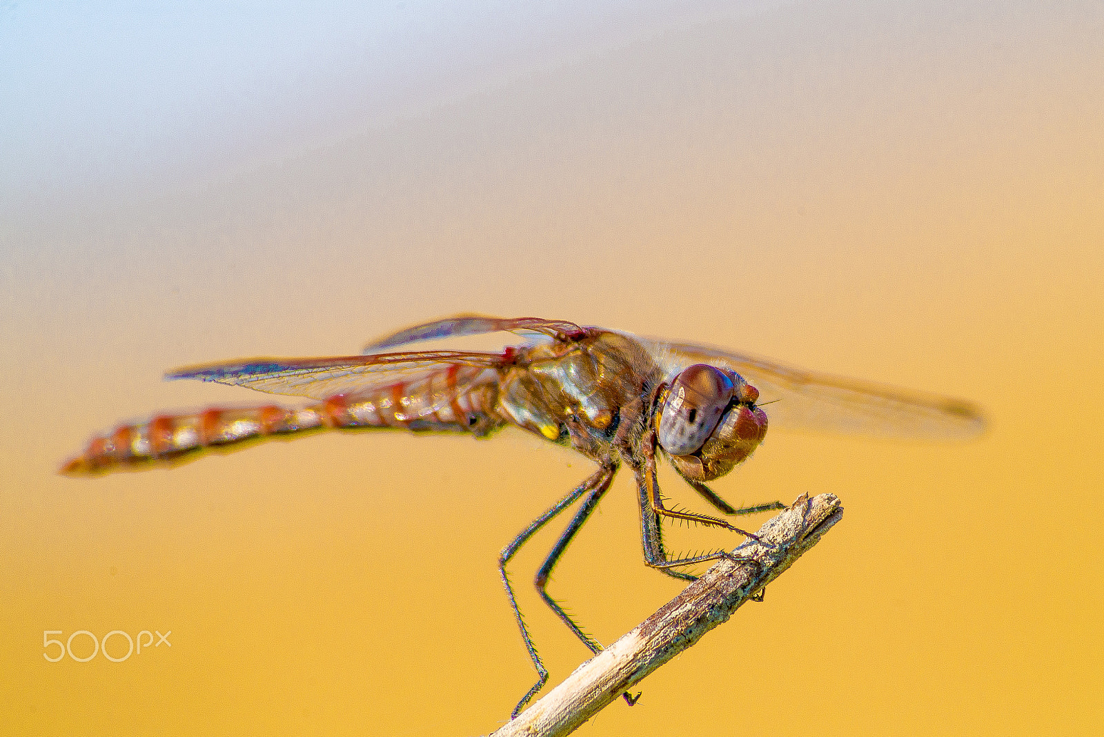 Sigma 70-300mm F4-5.6 APO DG Macro sample photo. Cheese photography
