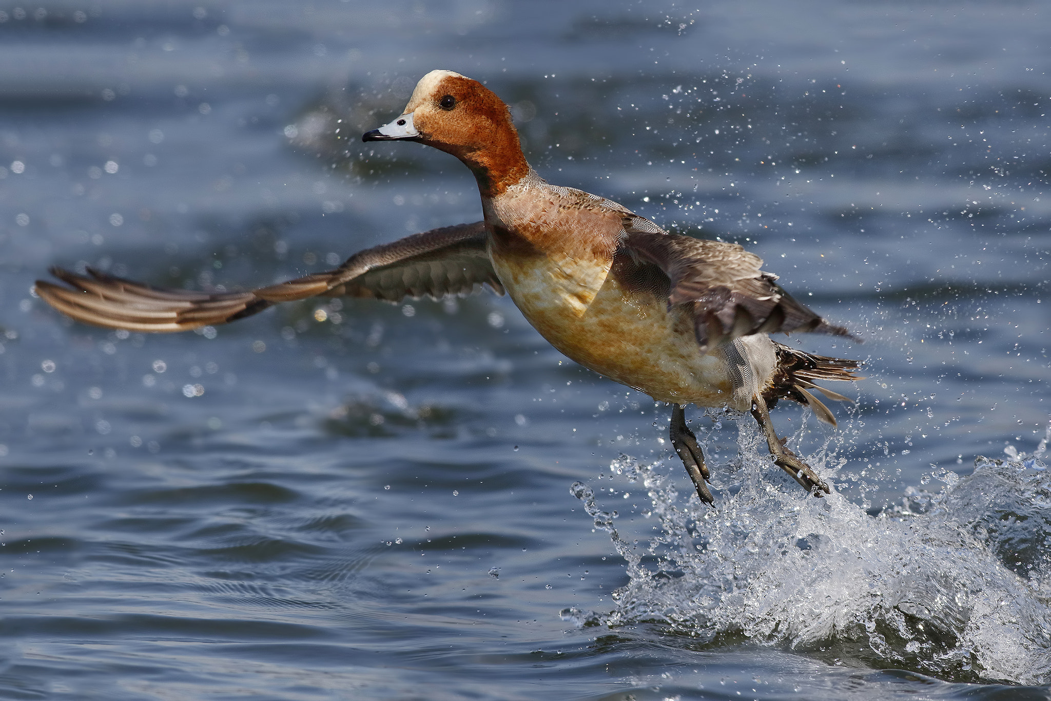 Canon EOS 7D Mark II + Canon EF 500mm f/4.5L sample photo. Widgeon photography