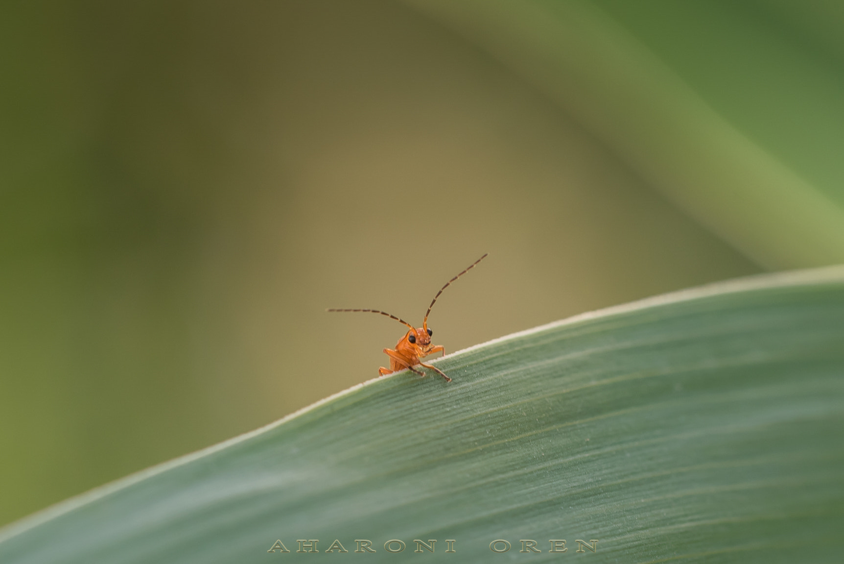 Sigma 150mm F2.8 EX DG OS Macro HSM sample photo. 7890-2-2.jpg photography