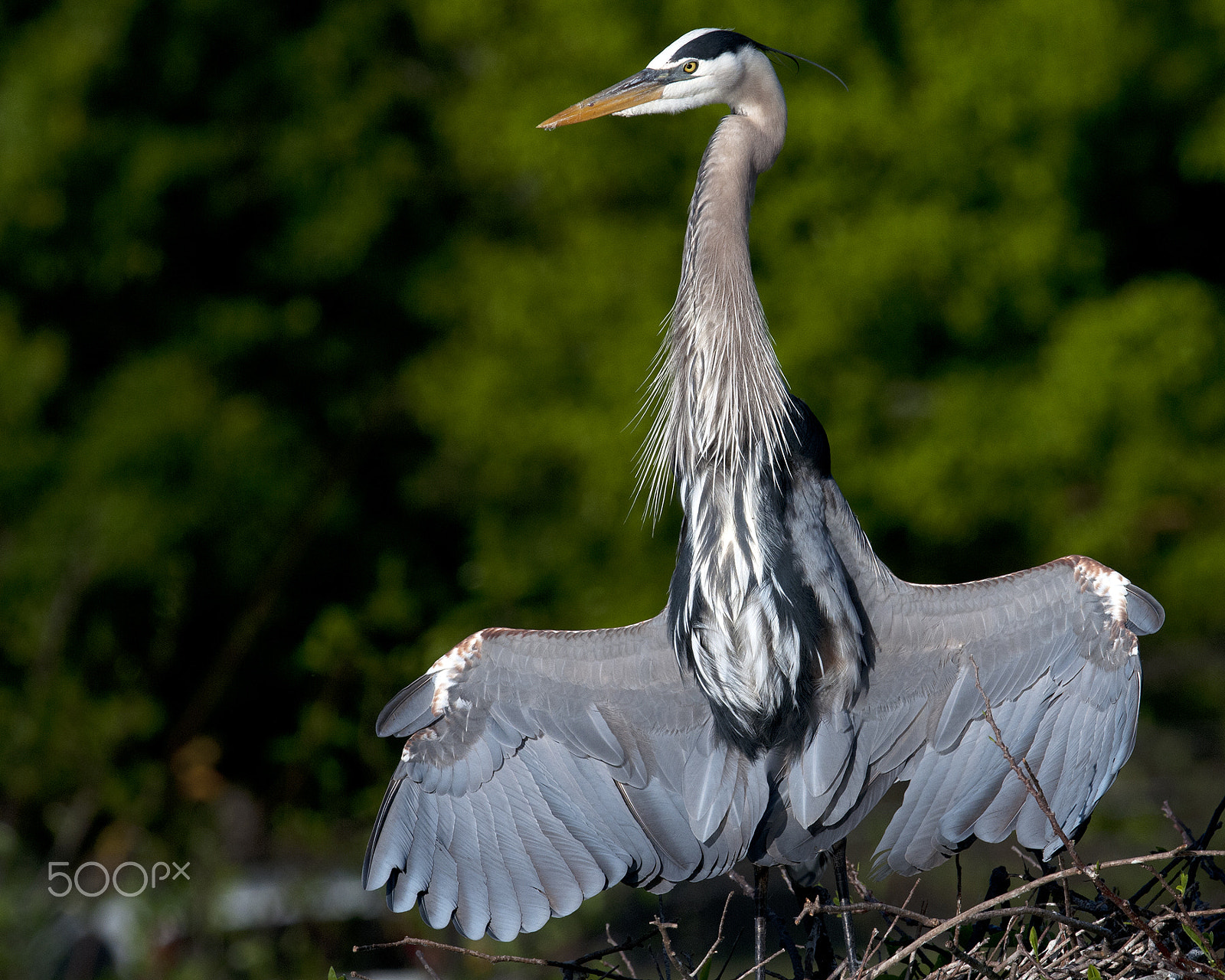 Nikon D300 + Nikon AF-S Nikkor 600mm F4G ED VR sample photo. Sentinel photography