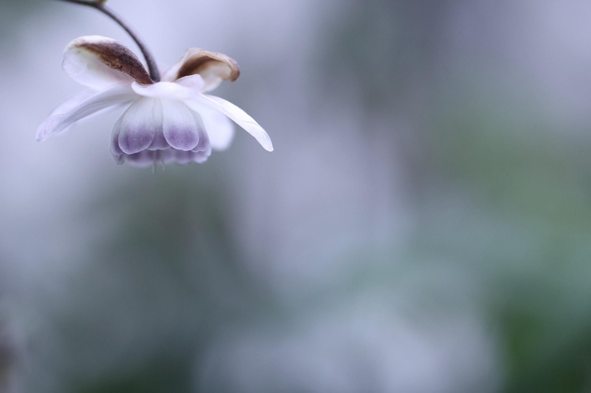 Canon EOS 60D + Tamron SP AF 60mm F2 Di II LD IF Macro sample photo. Natsu-bijin photography