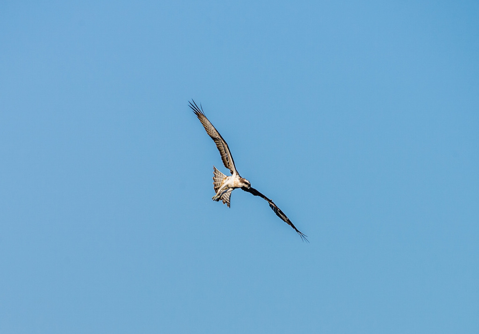 Nikon AF-S Nikkor 200-500mm F5.6E ED VR sample photo. Balbuzard pécheur photography