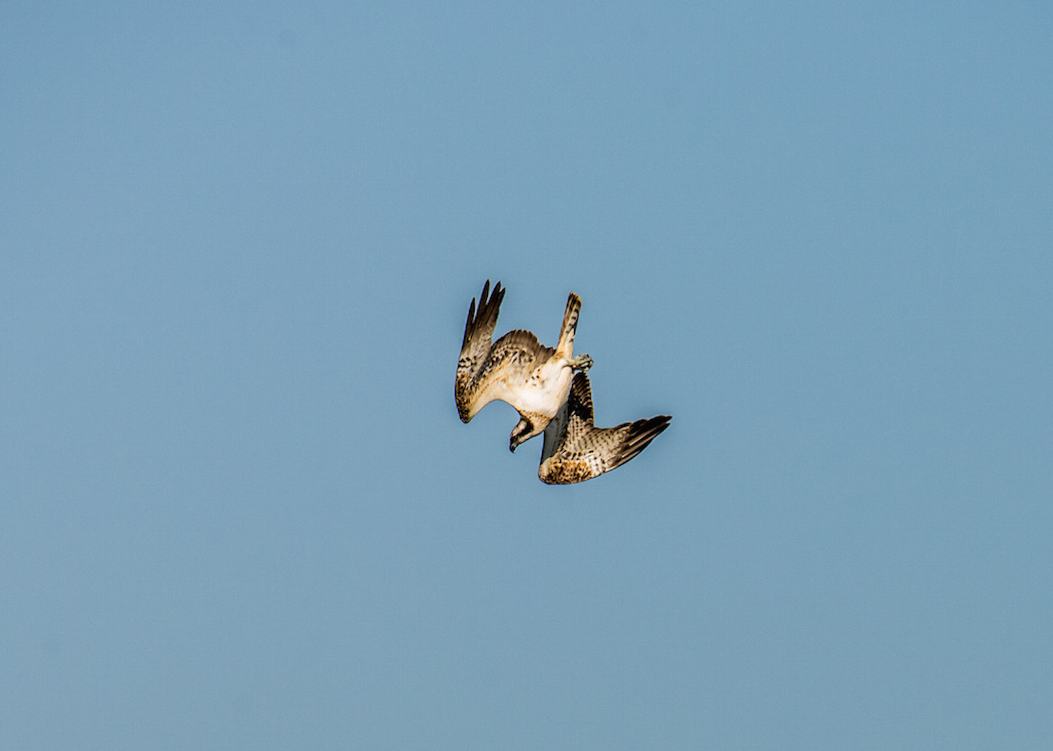 Nikon AF-S Nikkor 200-500mm F5.6E ED VR sample photo. Balbuzard pécheur photography