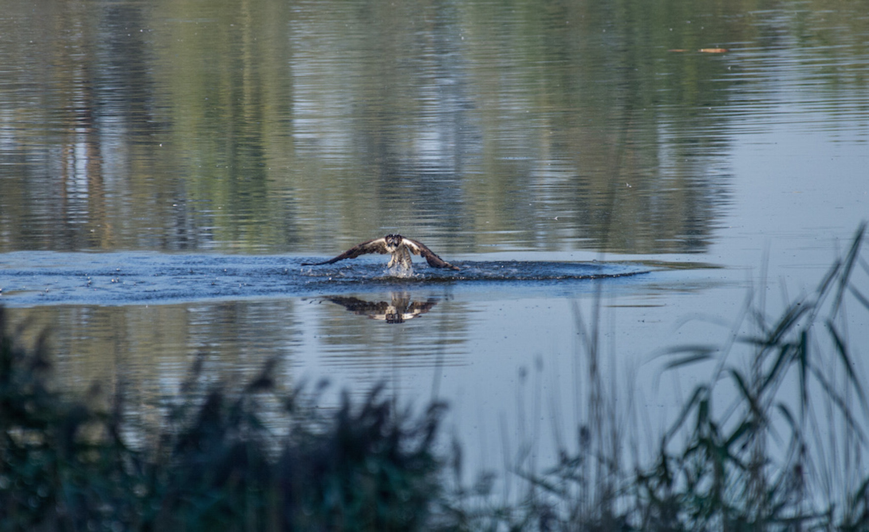 Nikon AF-S Nikkor 200-500mm F5.6E ED VR sample photo. Balbuzard pécheur photography