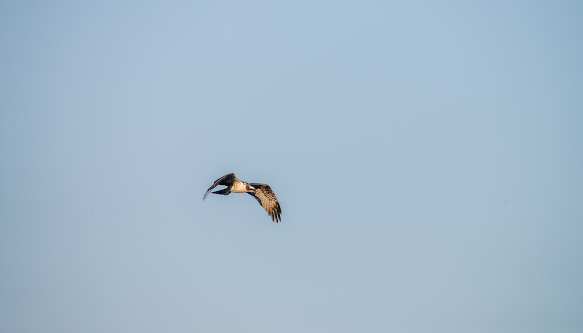 Nikon AF-S Nikkor 200-500mm F5.6E ED VR sample photo. Balbuzard pécheur photography