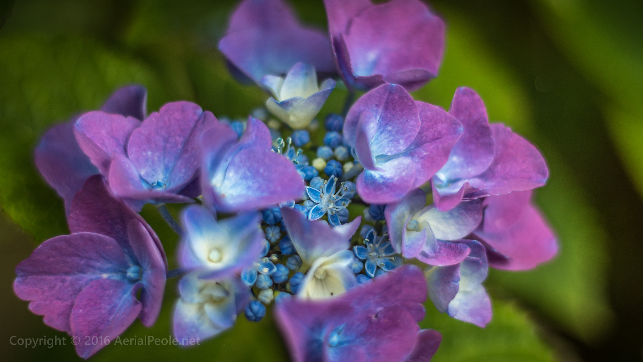 Panasonic Lumix DMC-GH4 + Canon EF 50mm F1.8 STM sample photo. Garden  (van bach) photography