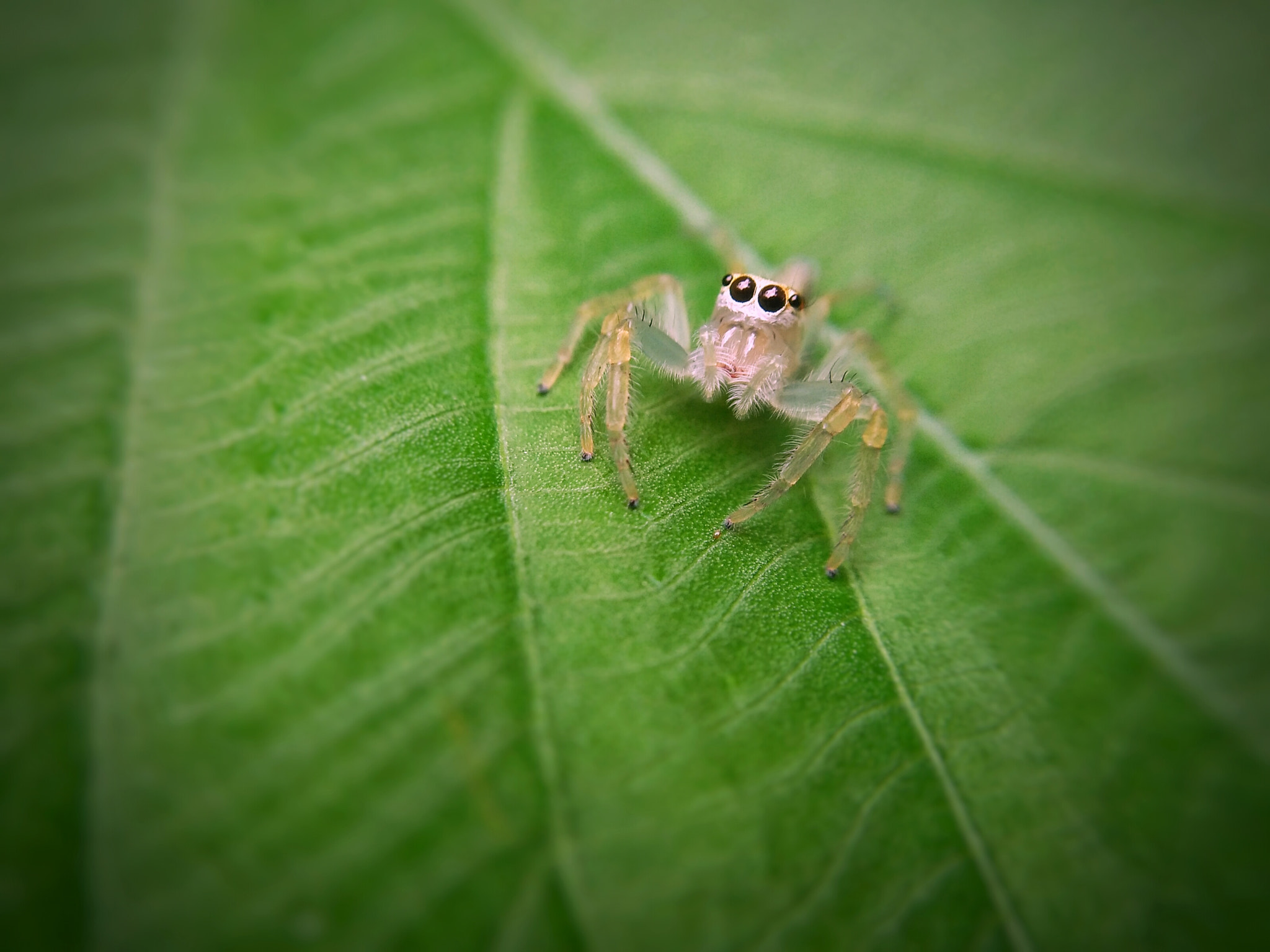 OPPO A51w sample photo. Jumping spider  photography