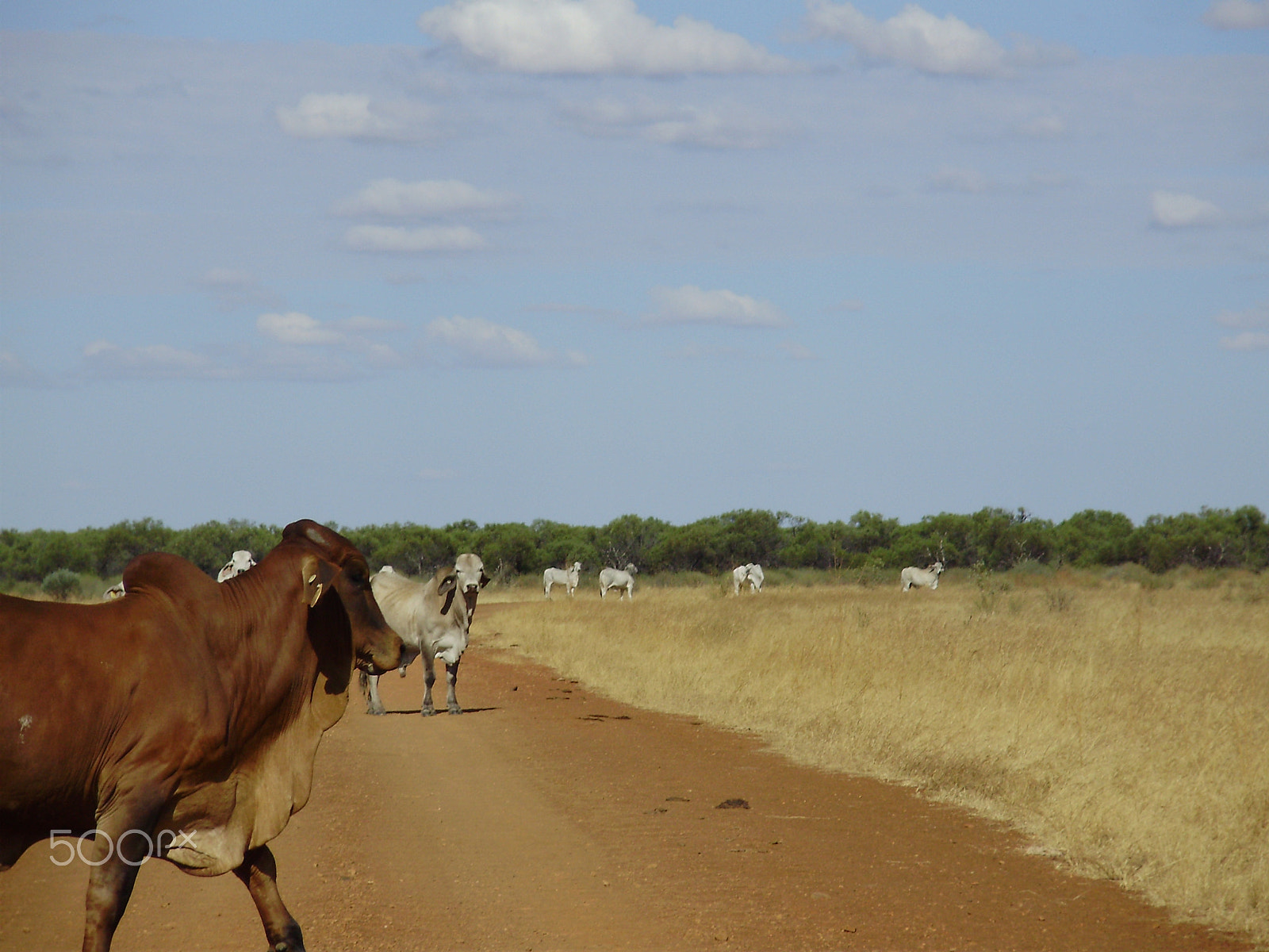 Olympus FE310,X840,C530 sample photo. Kimberley cows photography