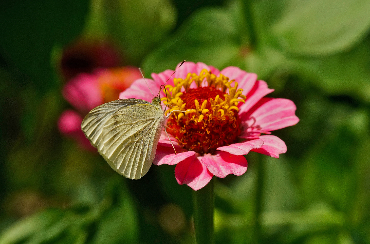 100mm F2.8 SSM sample photo. Unexceptional butterfly on zinnia photography