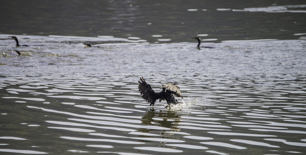 Sigma 120-400mm F4.5-5.6 DG OS HSM sample photo. Copie photography