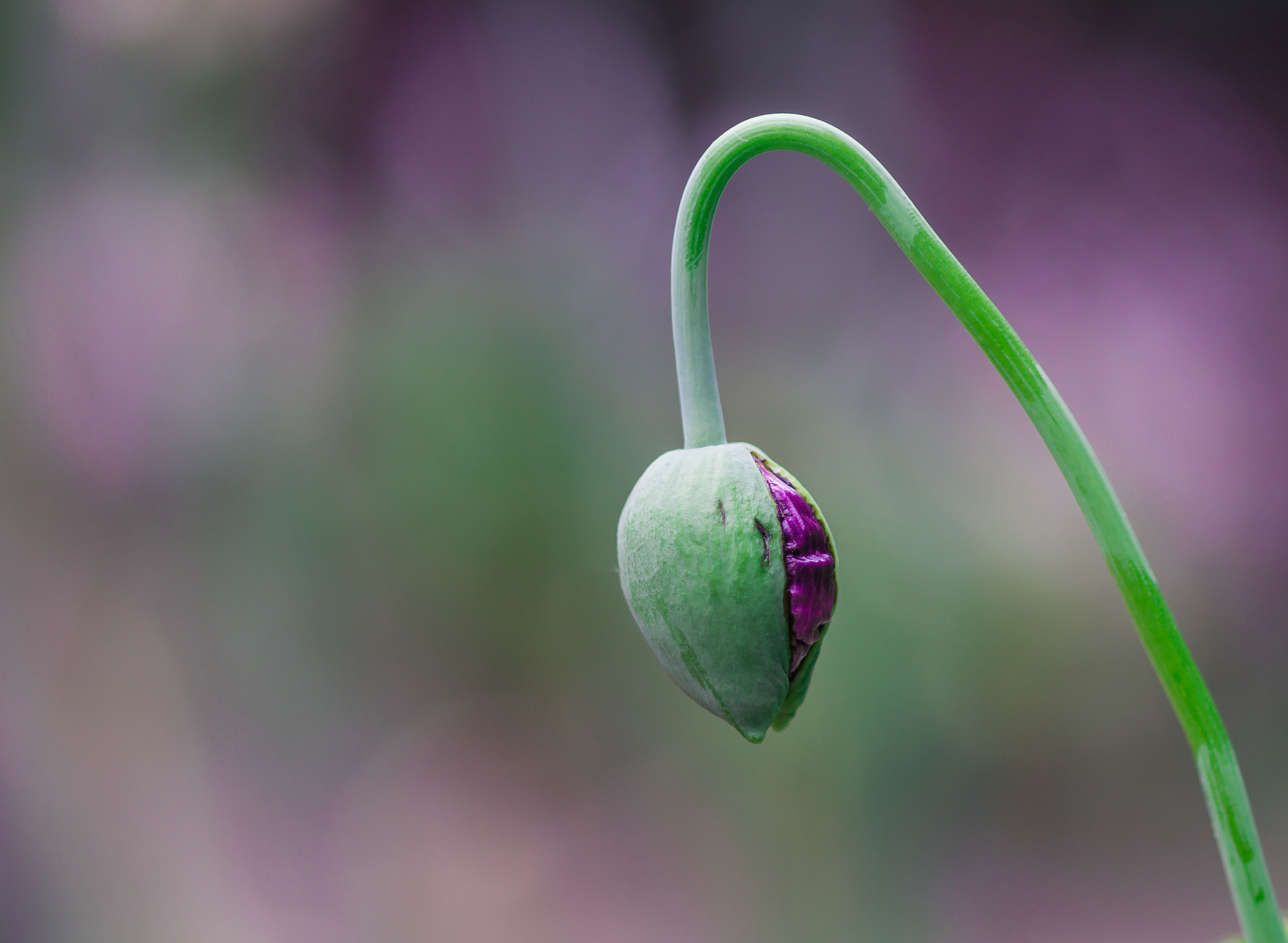 Sony SLT-A77 + Sony 100mm F2.8 Macro sample photo. Poppy photography