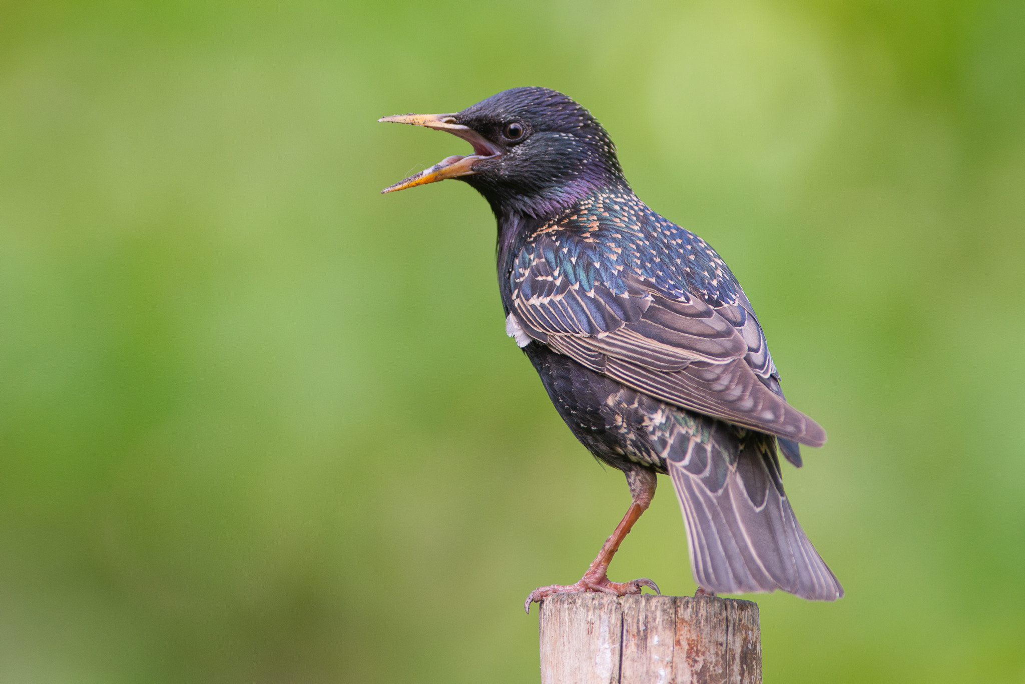 Nikon AF-S Nikkor 300mm F2.8G ED VR II sample photo. Starling (sturnus vulgaris) photography