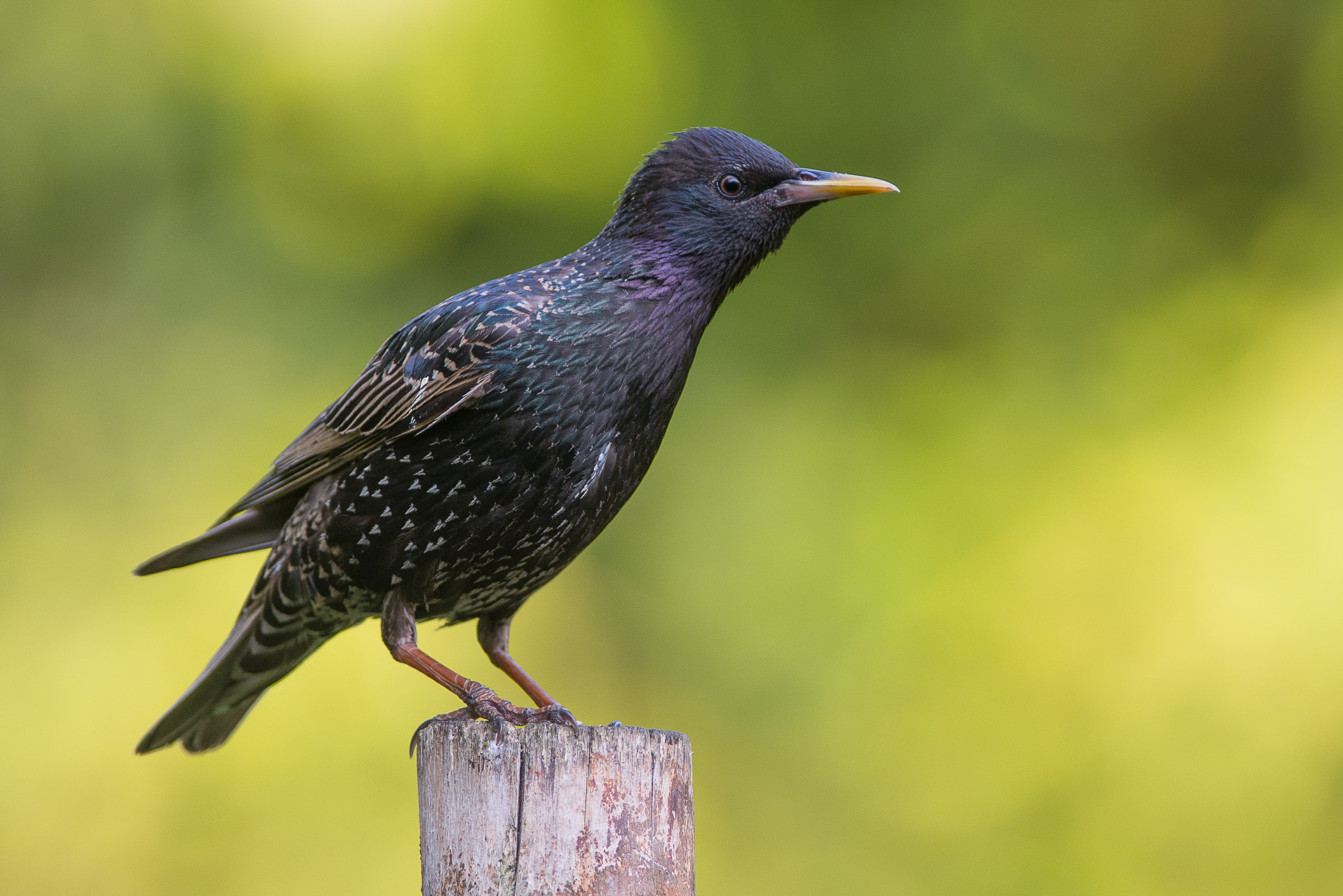 Nikon AF-S Nikkor 300mm F2.8G ED VR II sample photo. Starling (sturnus vulgaris) photography