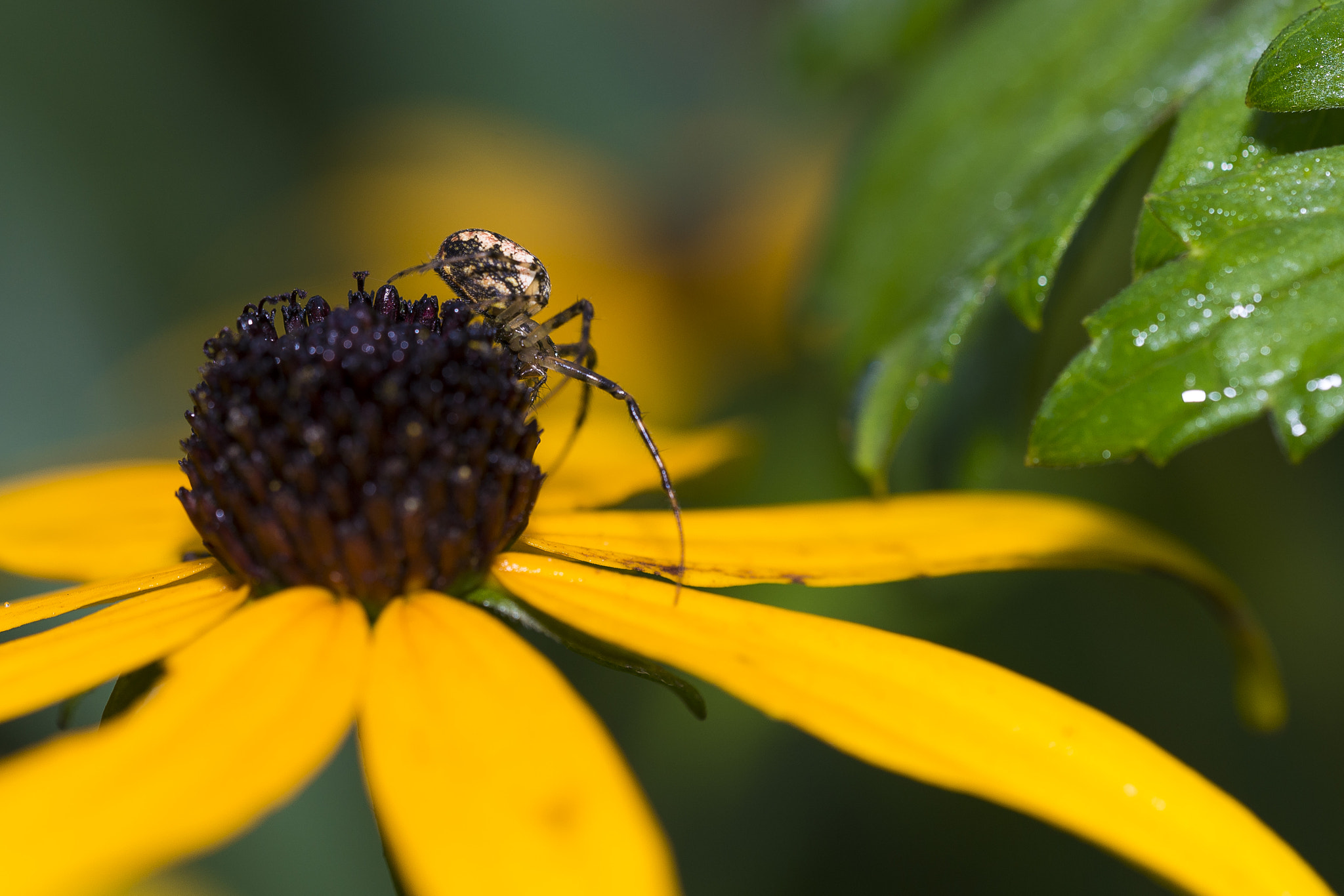 Sigma 150mm F2.8 EX DG OS Macro HSM sample photo. On the way photography