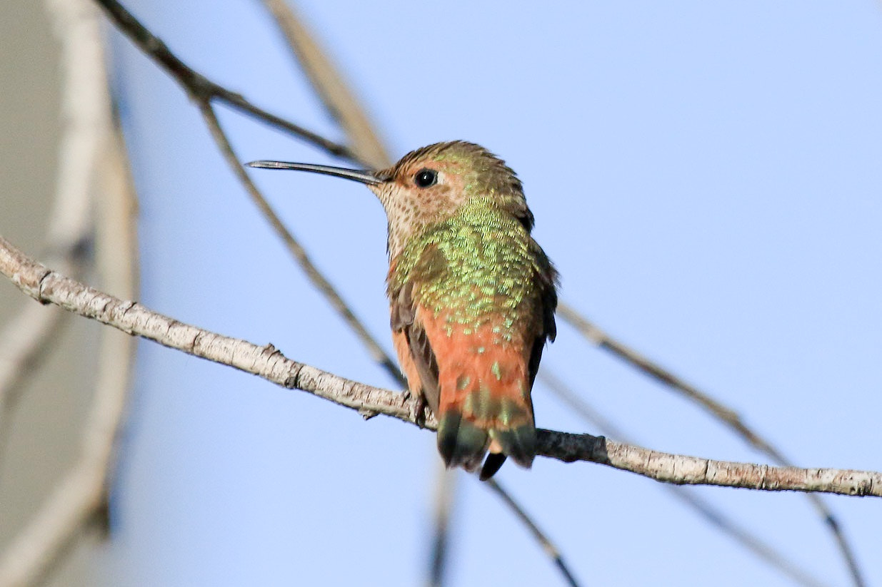 Canon EOS 7D Mark II + Canon EF 100-400mm F4.5-5.6L IS USM sample photo. Hummingbird photography