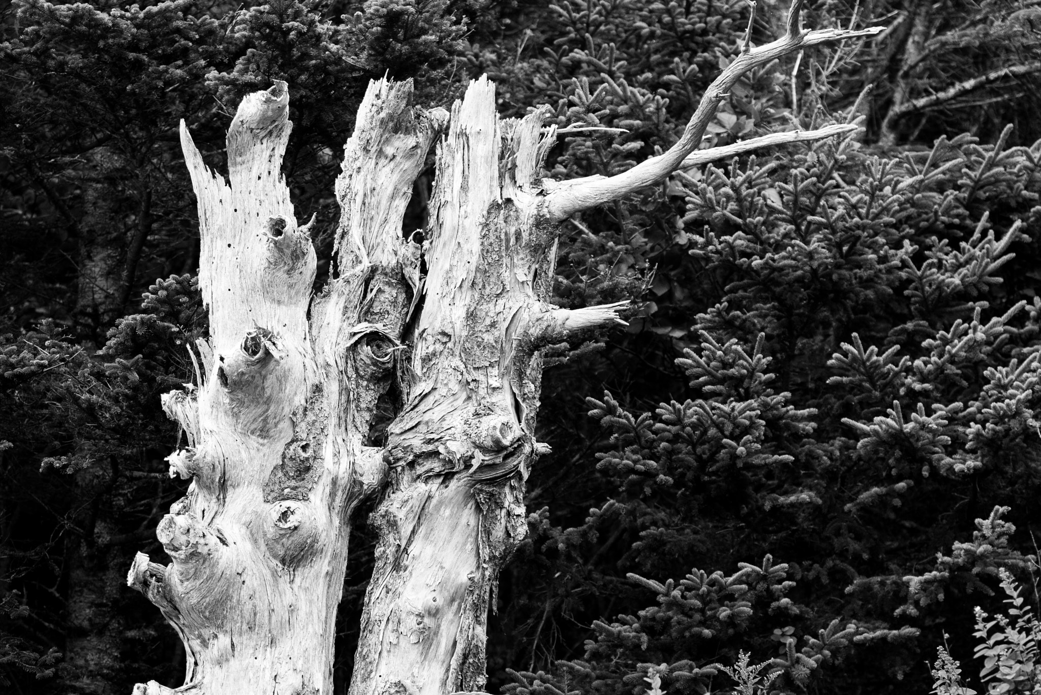 Tamron SP AF 70-200mm F2.8 Di LD (IF) MACRO sample photo. Gnarled tree photography