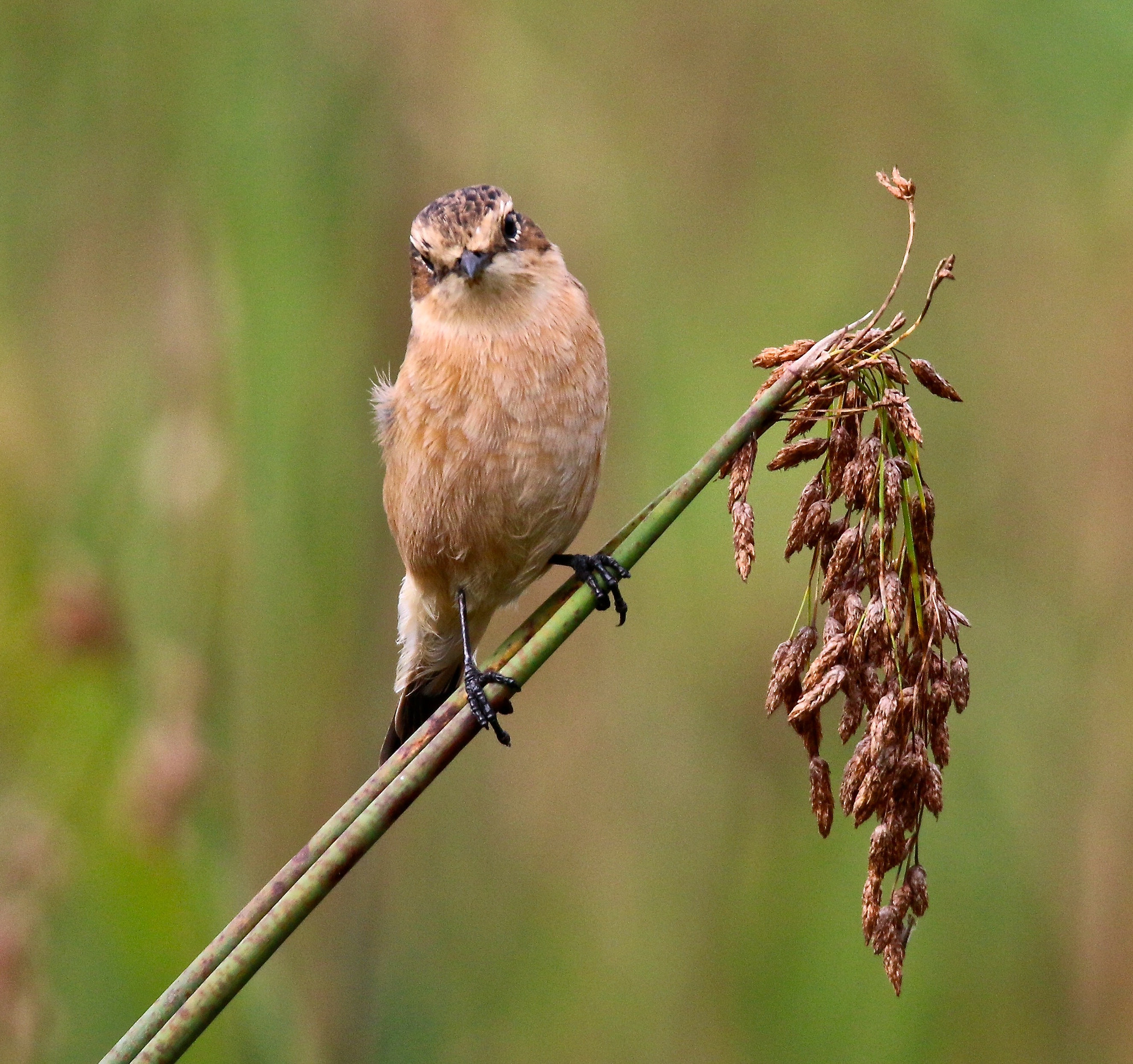 Sigma 150mm f/2.8 EX DG OS HSM APO Macro sample photo. Bird photography