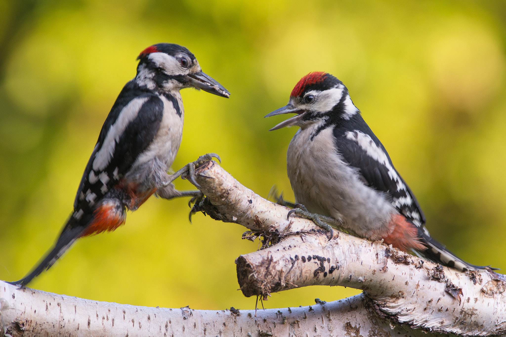 Nikon AF-S Nikkor 300mm F2.8G ED VR II sample photo. Great spotted woodpeckers: father and son photography