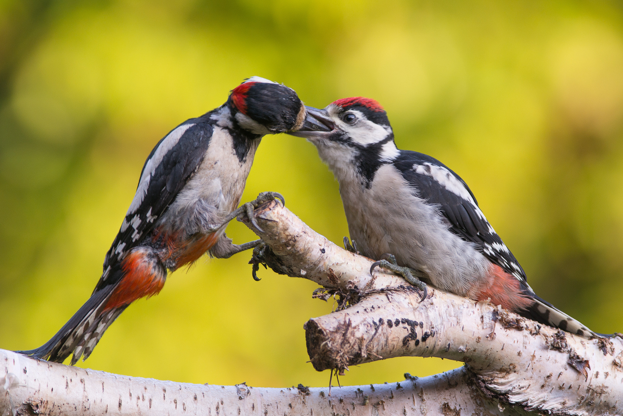 Nikon AF-S Nikkor 300mm F2.8G ED VR II sample photo. Great spotted woodpeckers: father and son photography