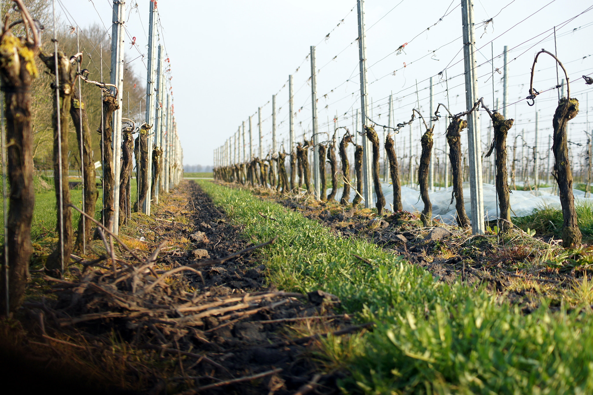 Sony DT 55-200mm F4-5.6 SAM sample photo. A dutch vinyard photography