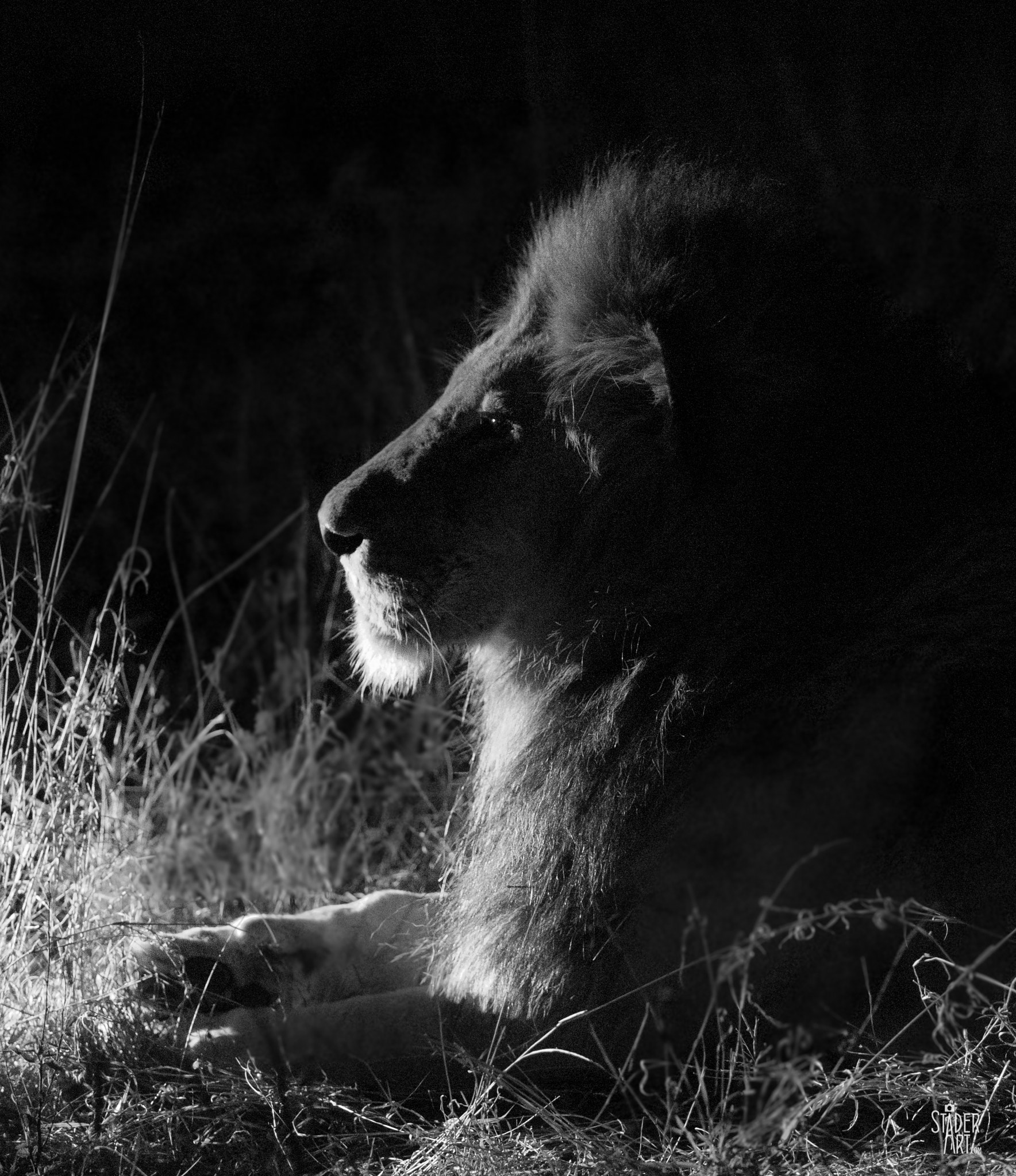 Canon EF 200-400mm F4L IS USM Extender 1.4x sample photo. King of the night photography