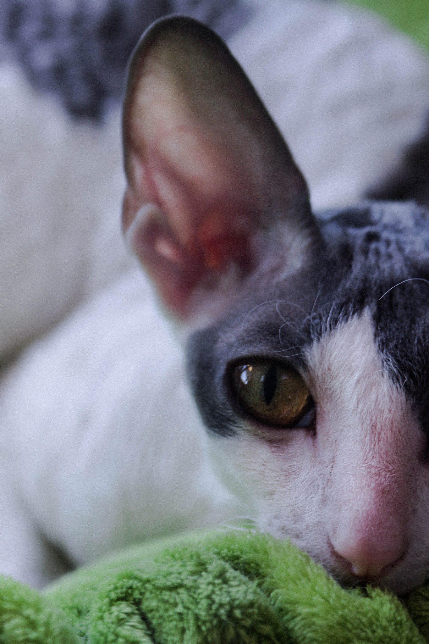 Canon EF 28-90mm f/4-5.6 sample photo. Looking photography