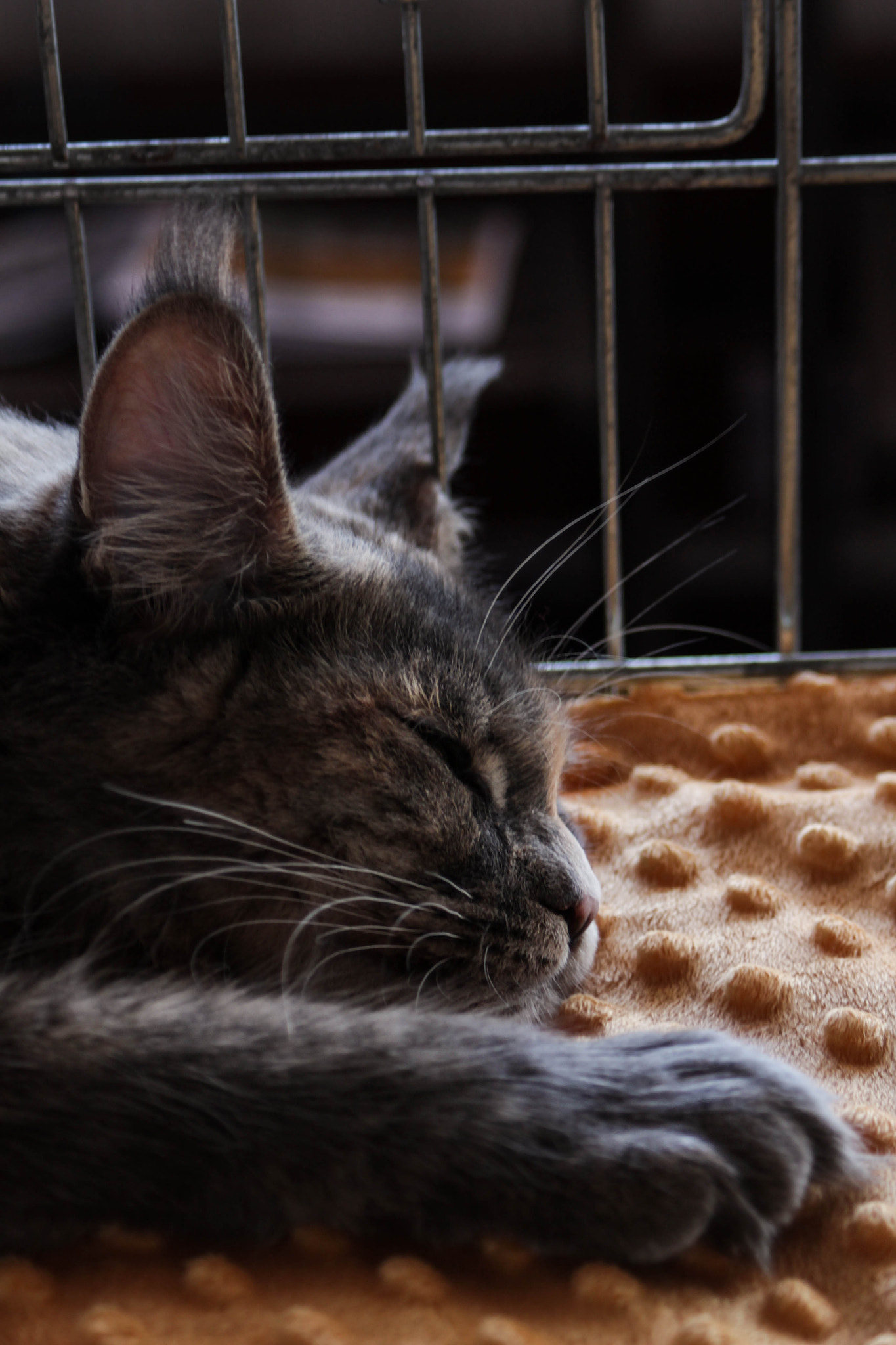 Canon EF 28-90mm f/4-5.6 sample photo. Sleeping photography