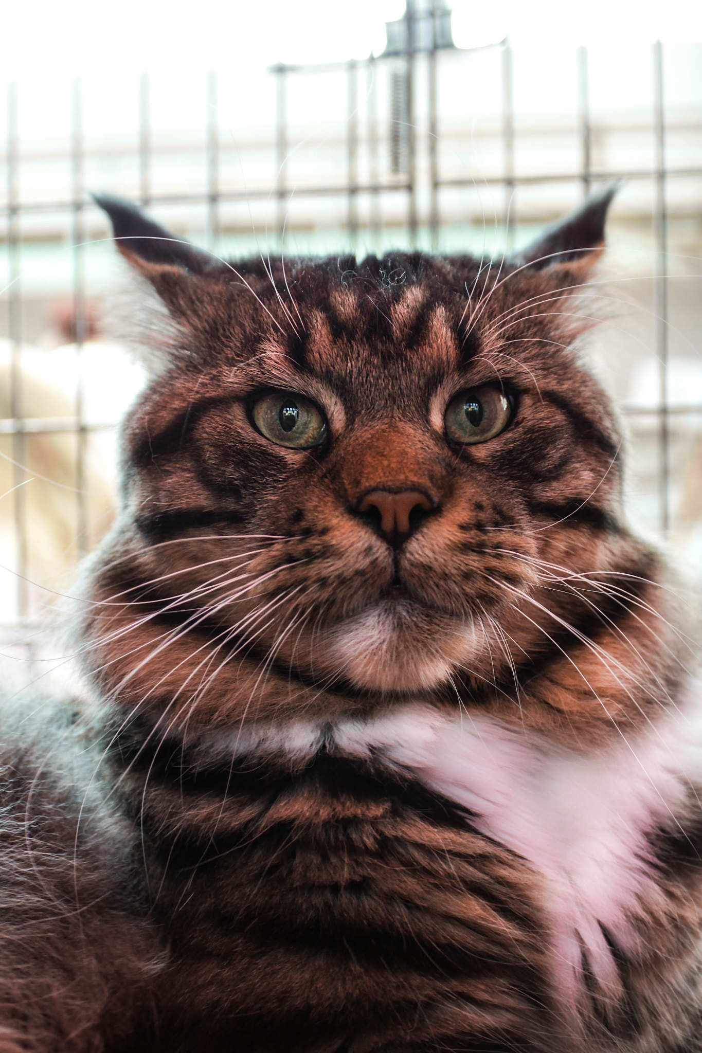 Canon EF 28-90mm f/4-5.6 sample photo. King photography
