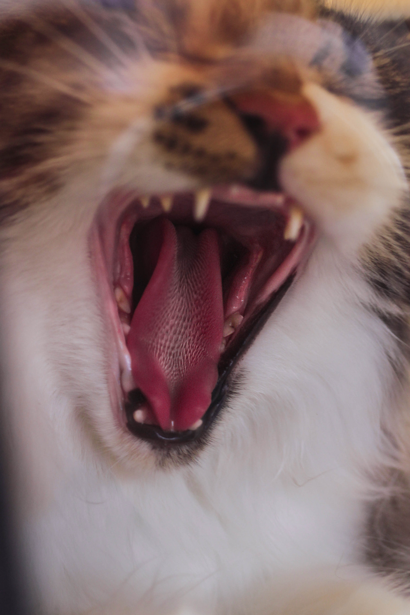 Canon EF 28-90mm f/4-5.6 sample photo. Yawning photography