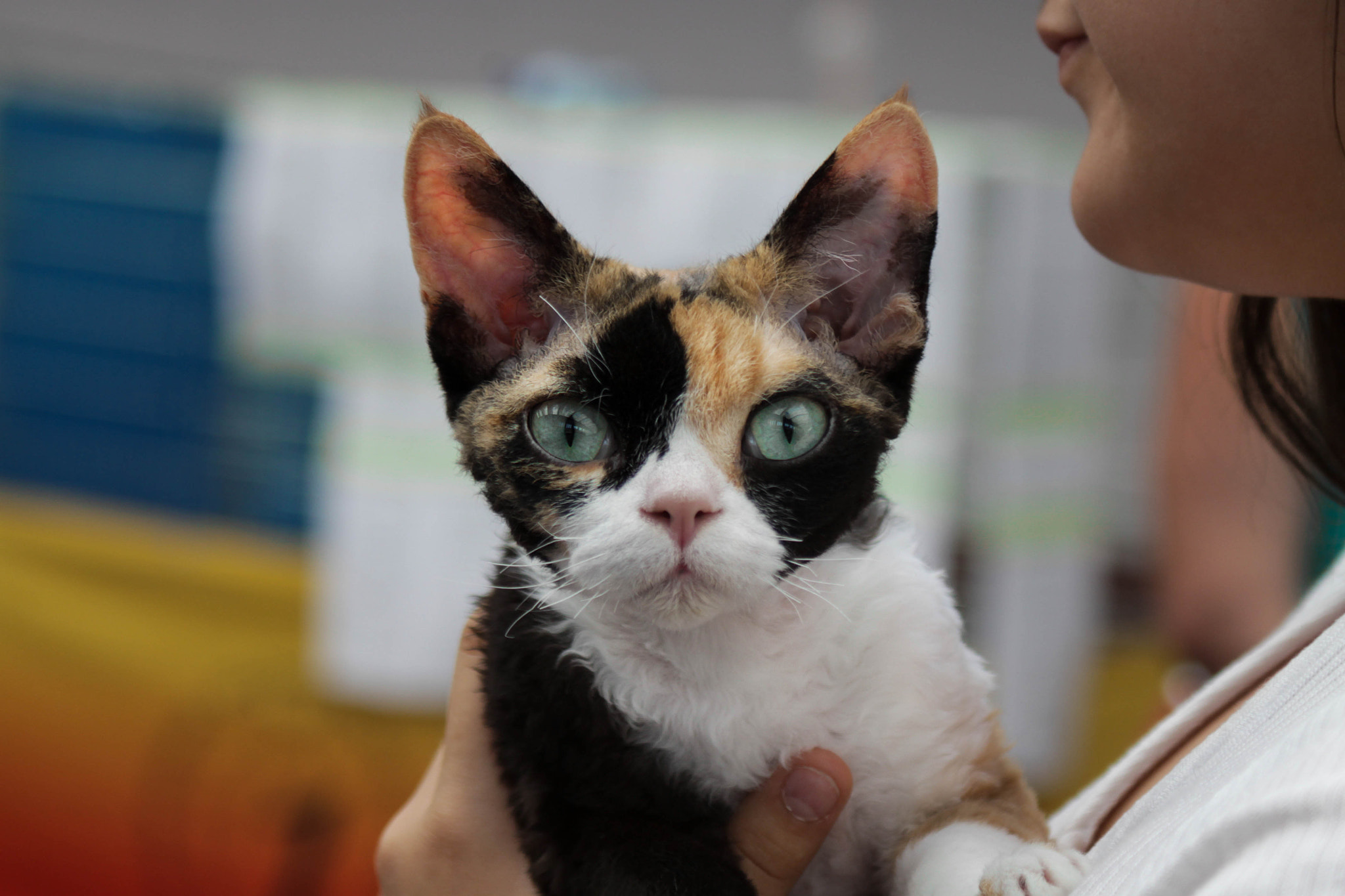 Canon EF 28-90mm f/4-5.6 sample photo. Bigeyes photography