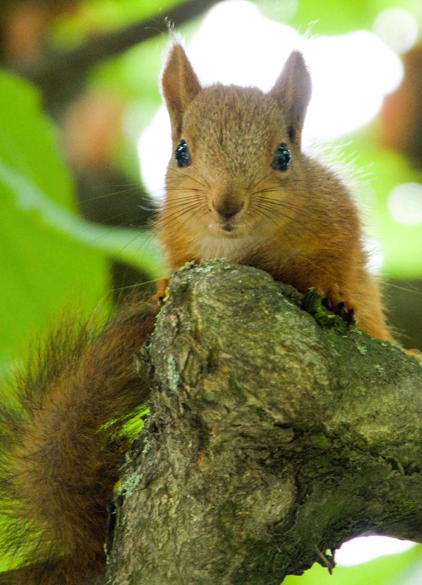 Tamron 14-150mm F3.5-5.8 Di III sample photo. Squirrel photography