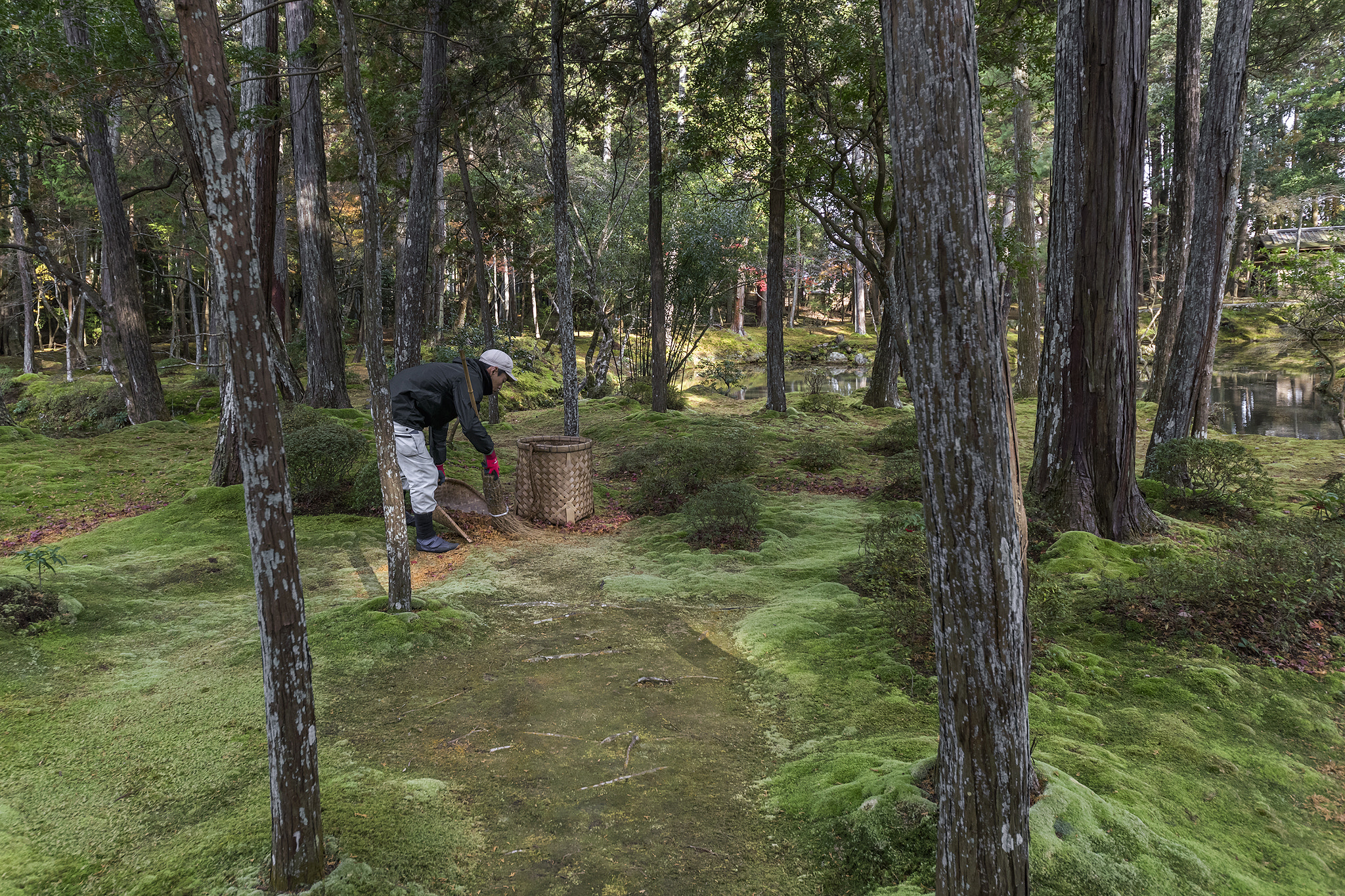 Sigma 12-24mm F4.5-5.6 II DG HSM sample photo. Tending the moss temple photography