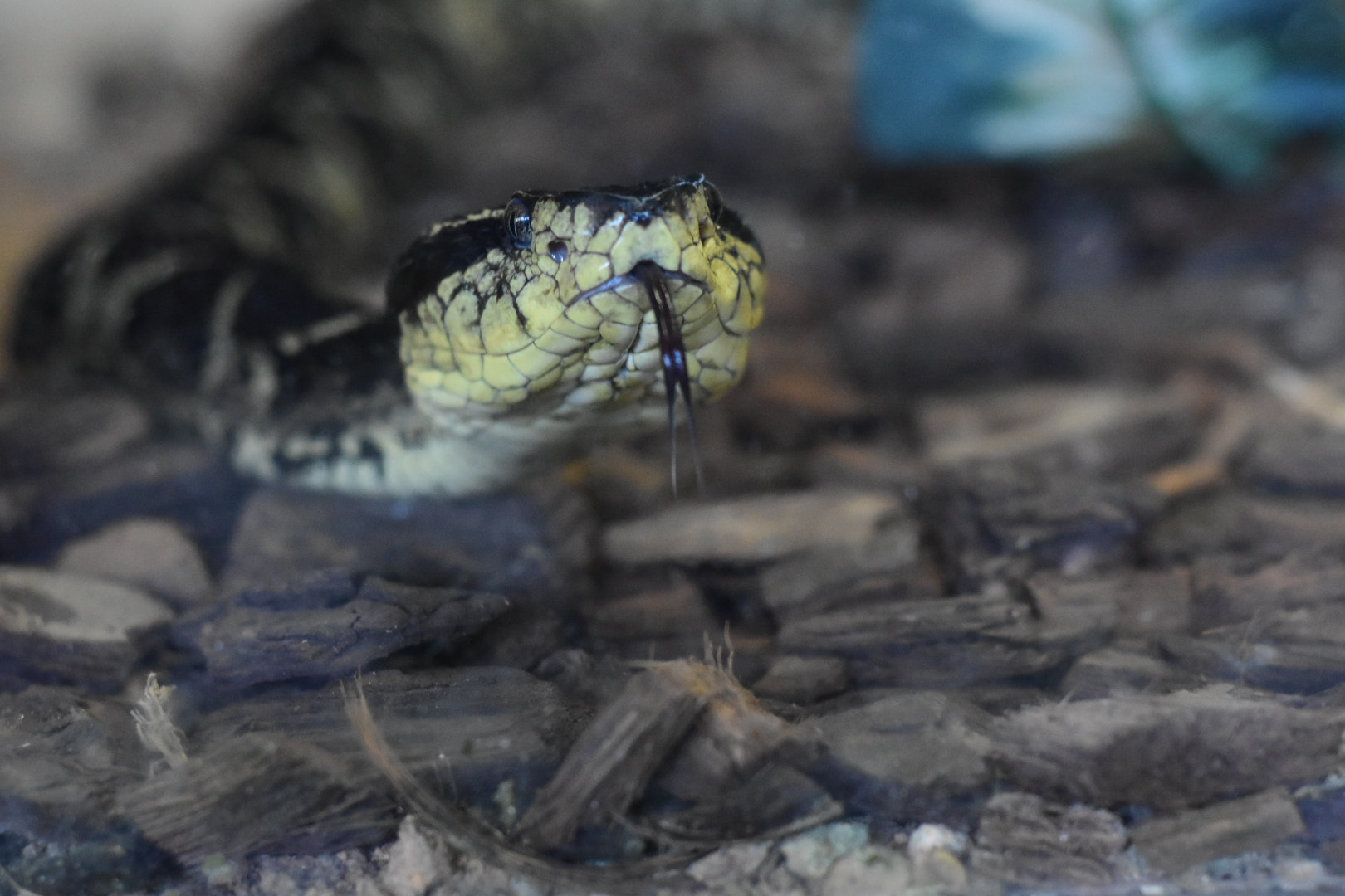 Nikon D5500 + Nikon AF Nikkor 50mm F1.8D sample photo