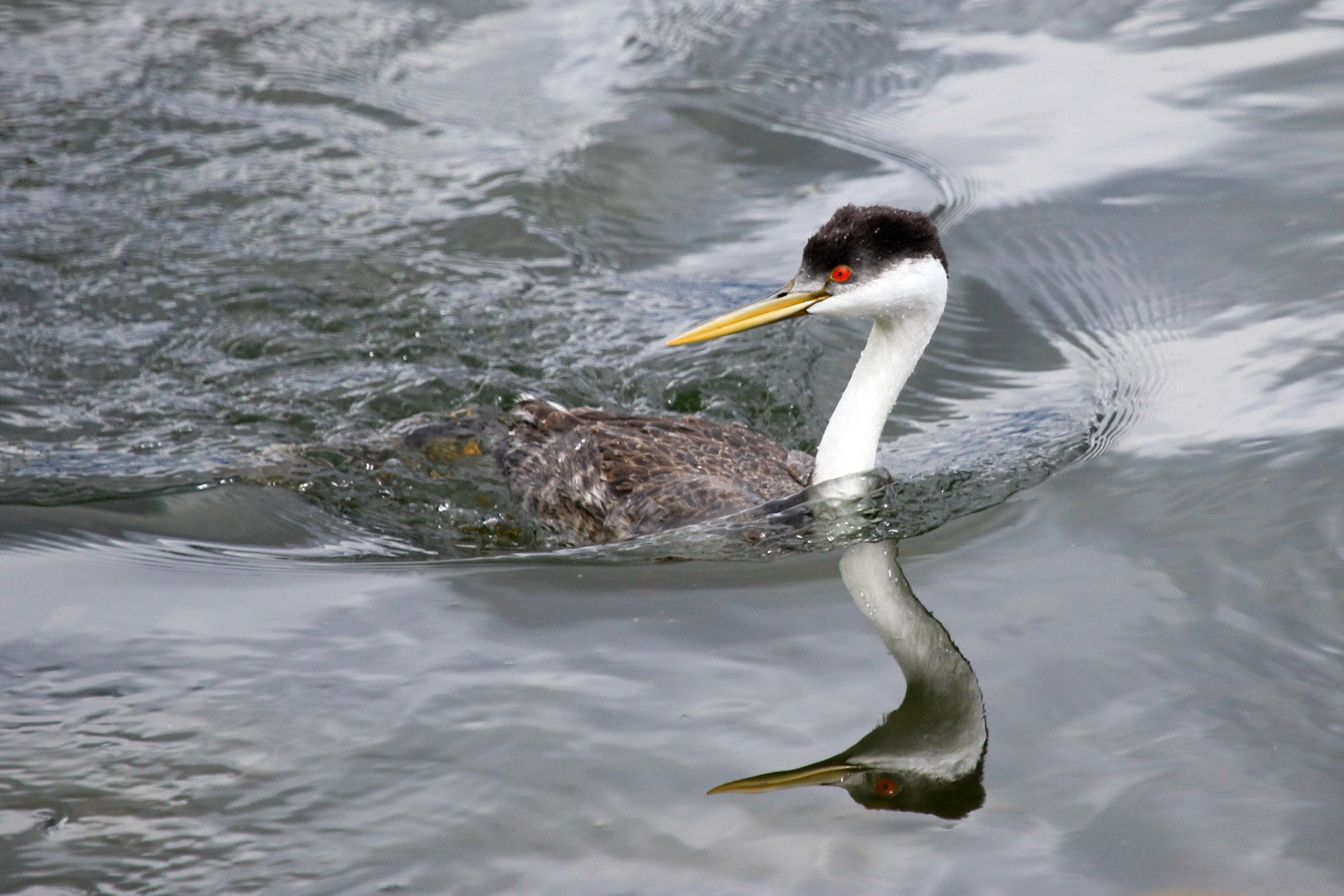 Canon EF 100-400mm F4.5-5.6L IS USM sample photo. Western grebe photography