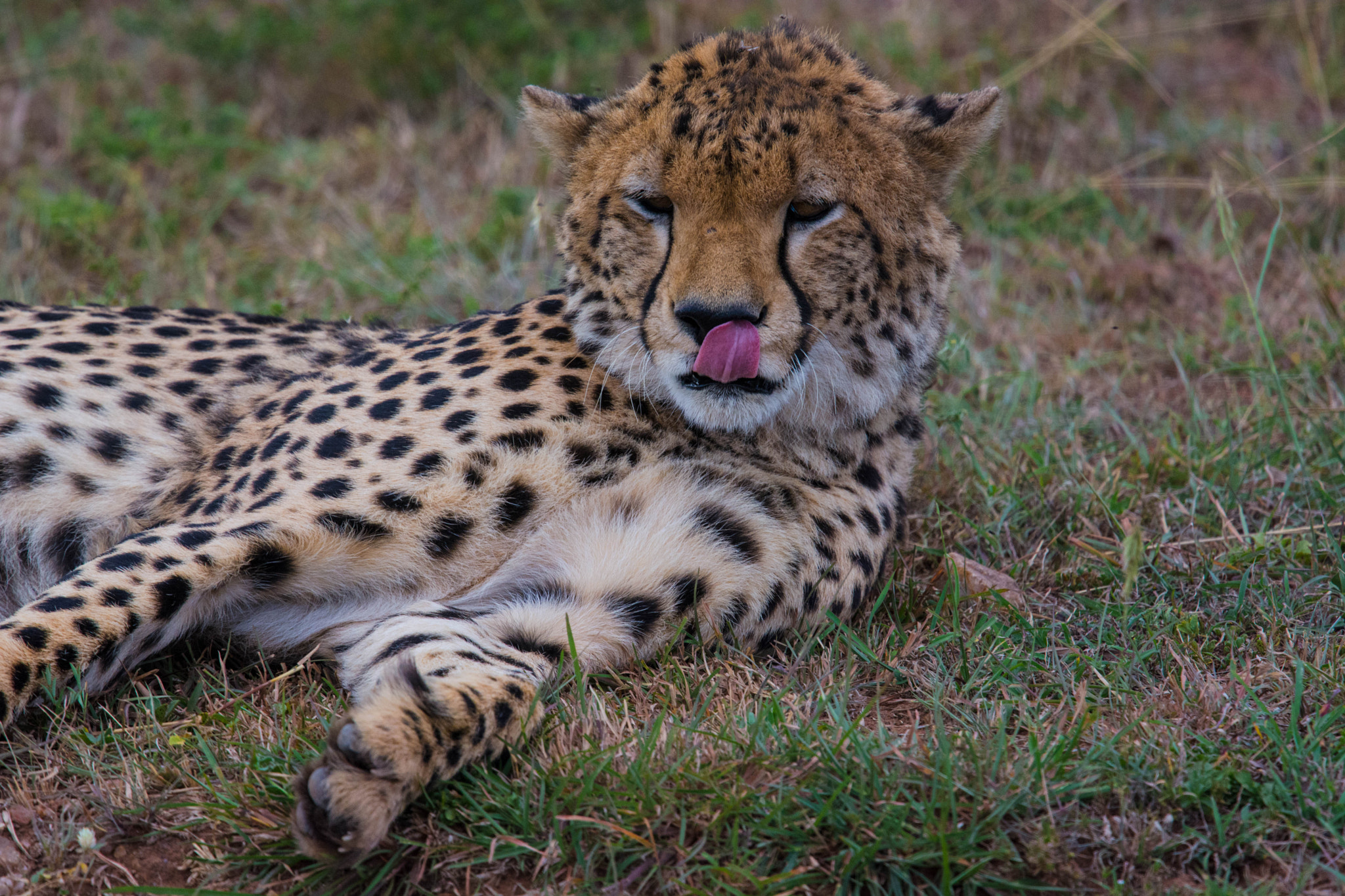 Nikon Nikkor AF-S 300mm F4E PF ED VR sample photo. Tongue up nose photography