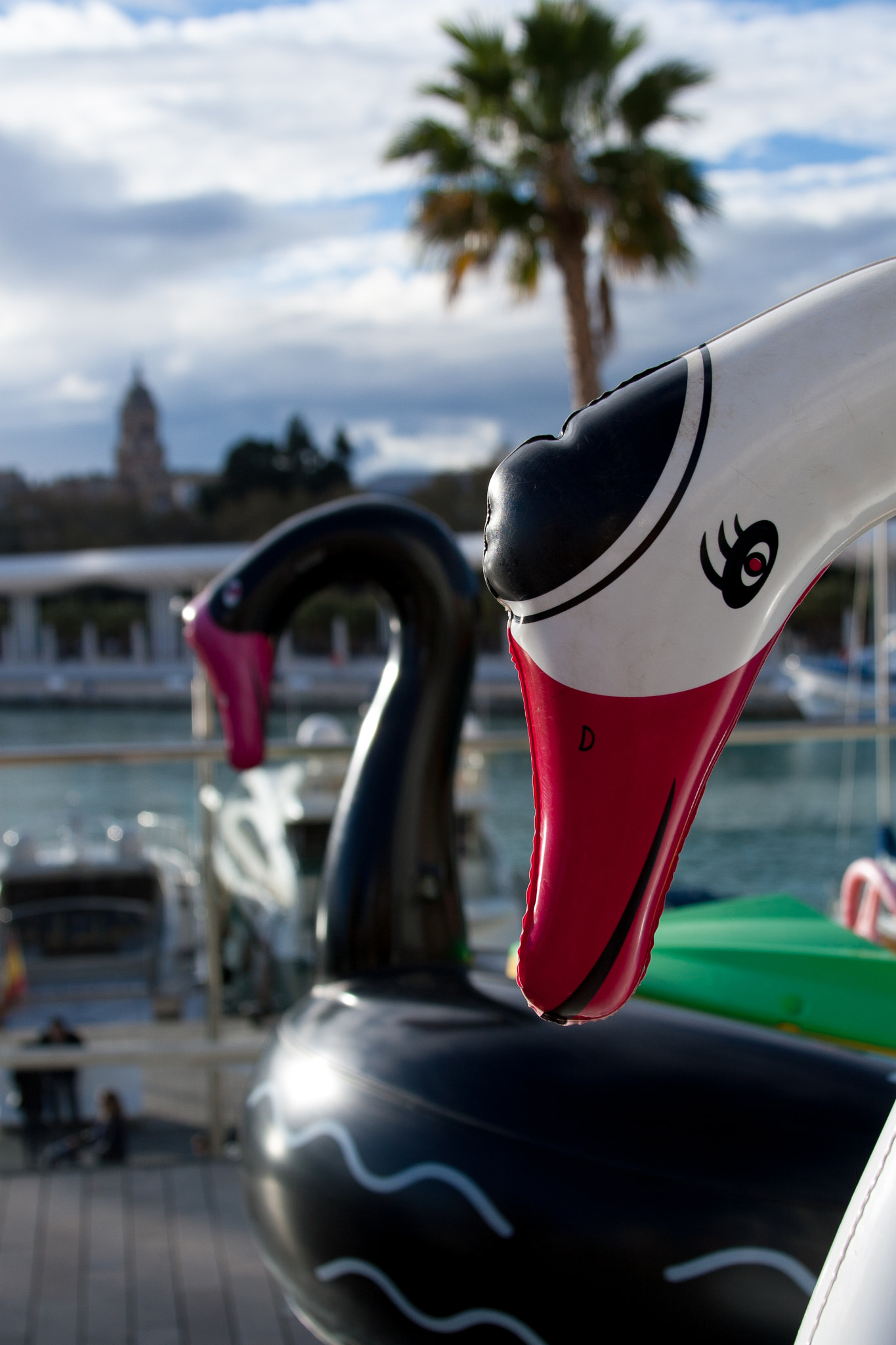 Canon EF 28-135mm F3.5-5.6 IS USM sample photo. Cisne / swan photography