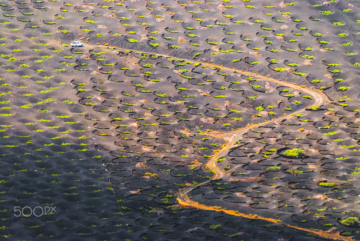 Nikon AF-Nikkor 80-200mm F2.8D ED sample photo. Grape plantation photography