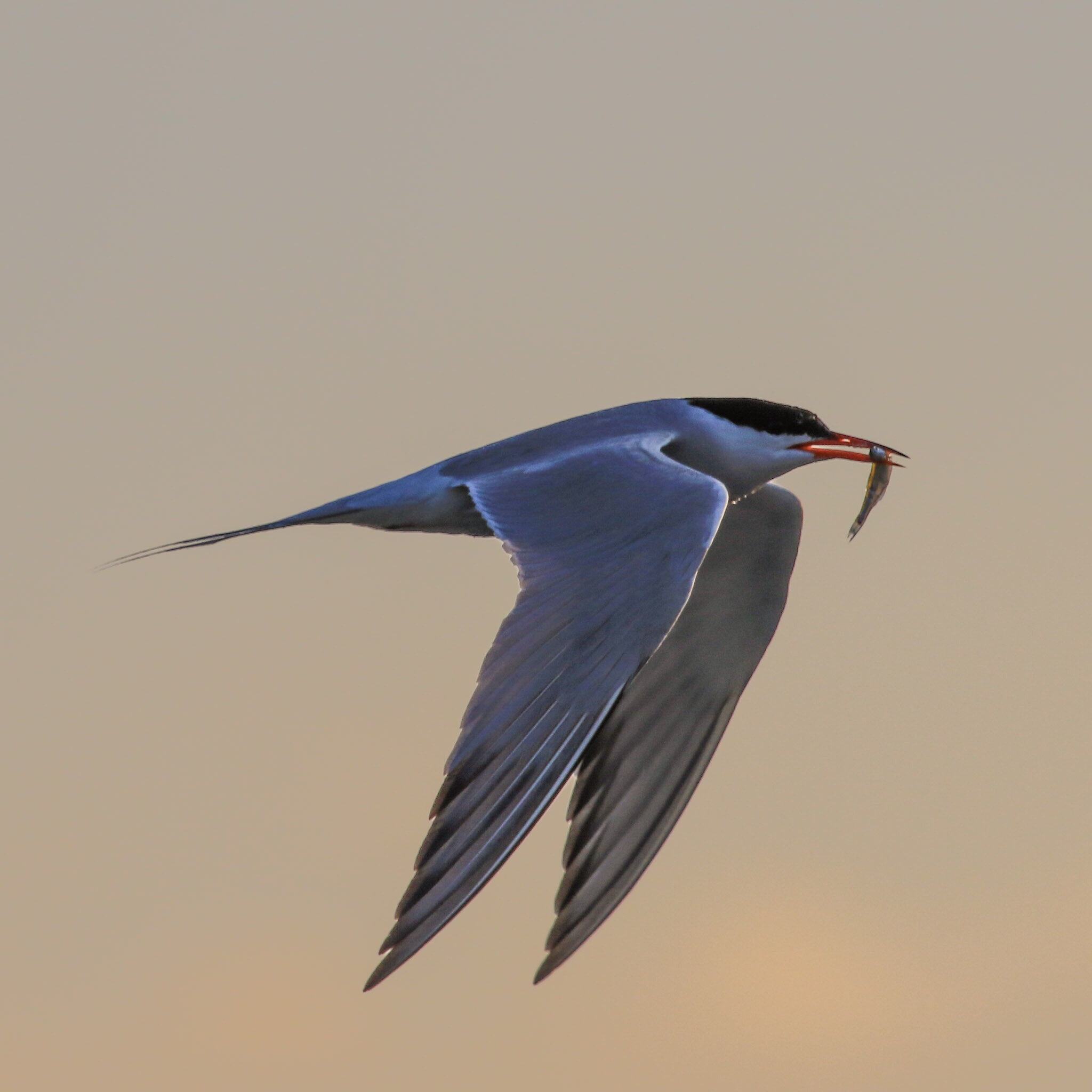 Canon EOS 7D Mark II + Canon EF 100-400mm F4.5-5.6L IS USM sample photo. Common tern photography