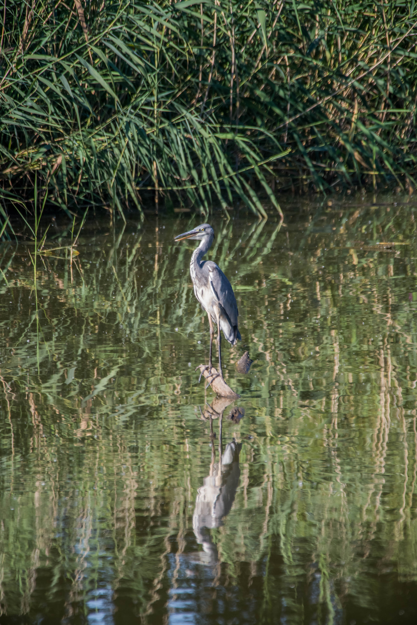 Sigma 120-400mm F4.5-5.6 DG OS HSM sample photo. Dsc photography
