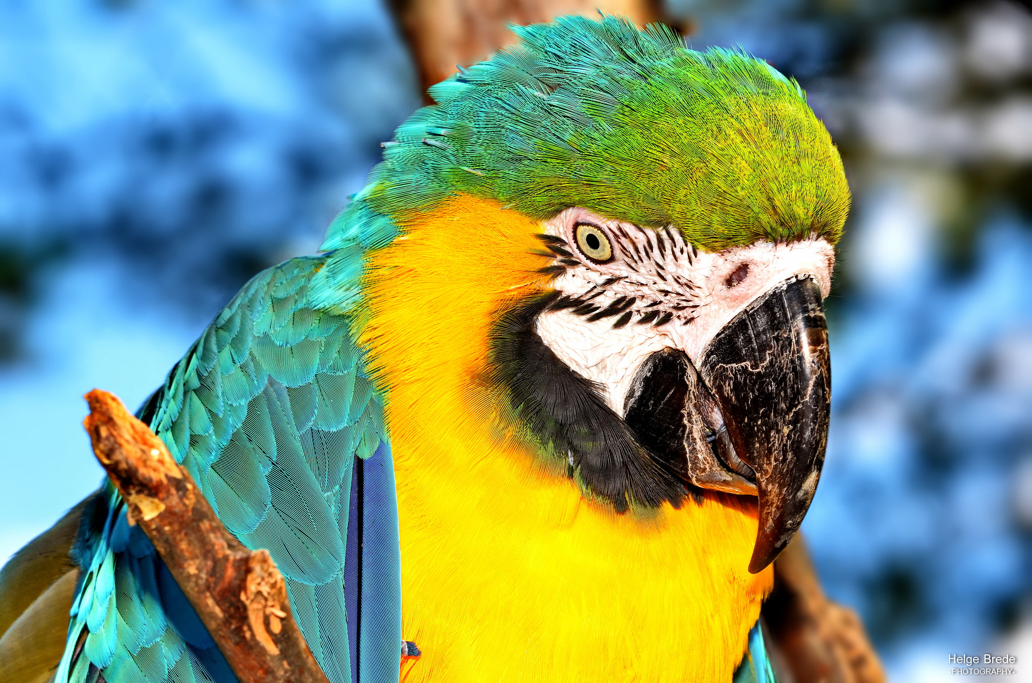 Sigma 150mm F2.8 EX DG Macro HSM sample photo. Parrot photography