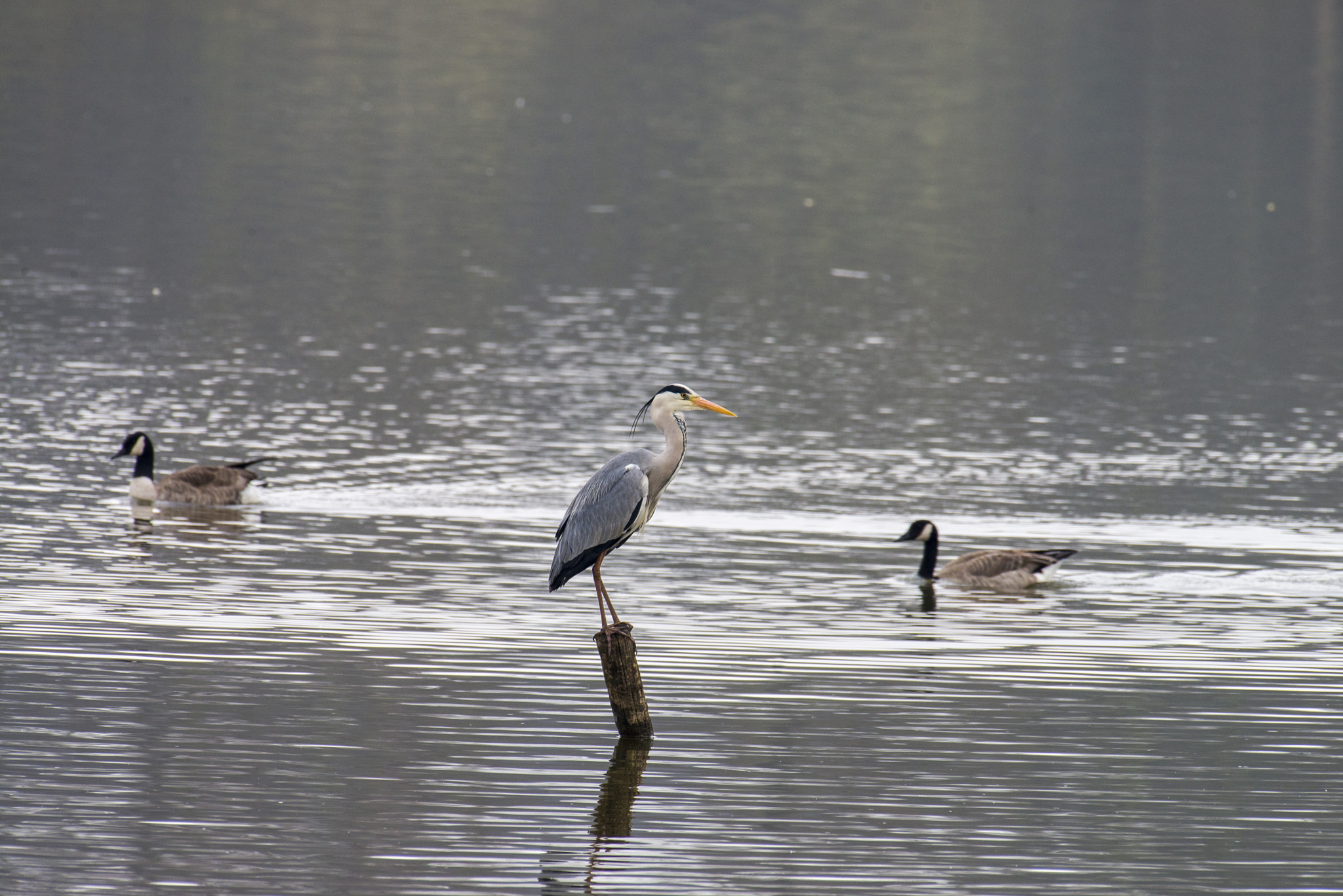 Nikon AF-S Nikkor 200-500mm F5.6E ED VR sample photo. Dsc photography