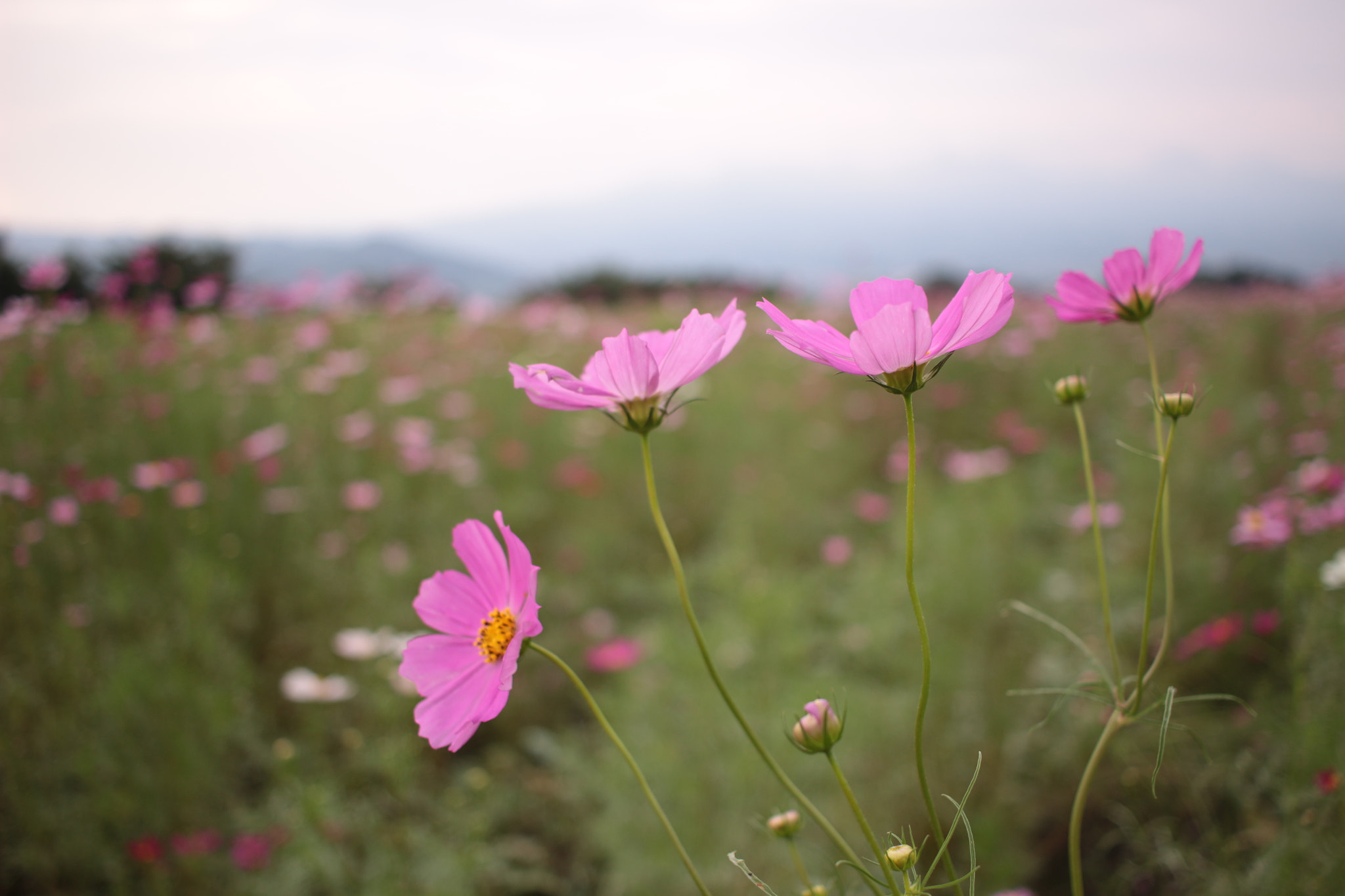Canon EOS 100D (EOS Rebel SL1 / EOS Kiss X7) sample photo. Cosmos photography