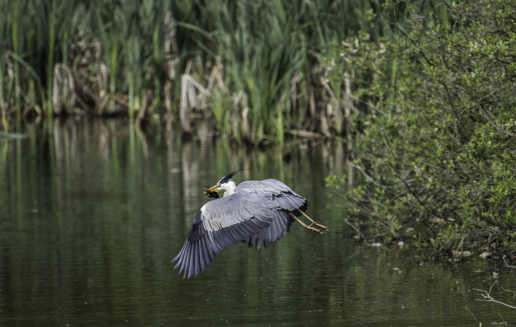 Nikon AF-S Nikkor 200-500mm F5.6E ED VR sample photo. Dsc photography
