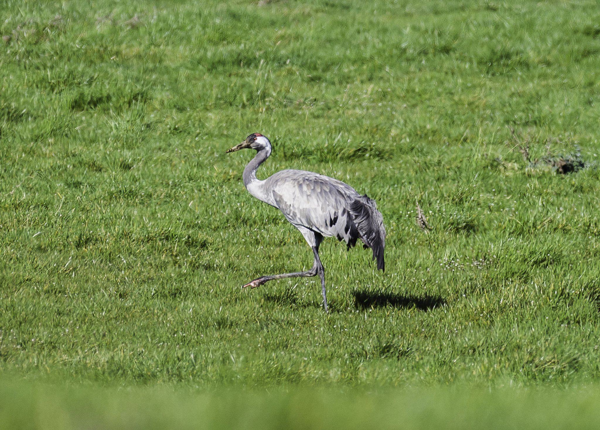 Nikon AF-S Nikkor 200-500mm F5.6E ED VR sample photo. Aa photography