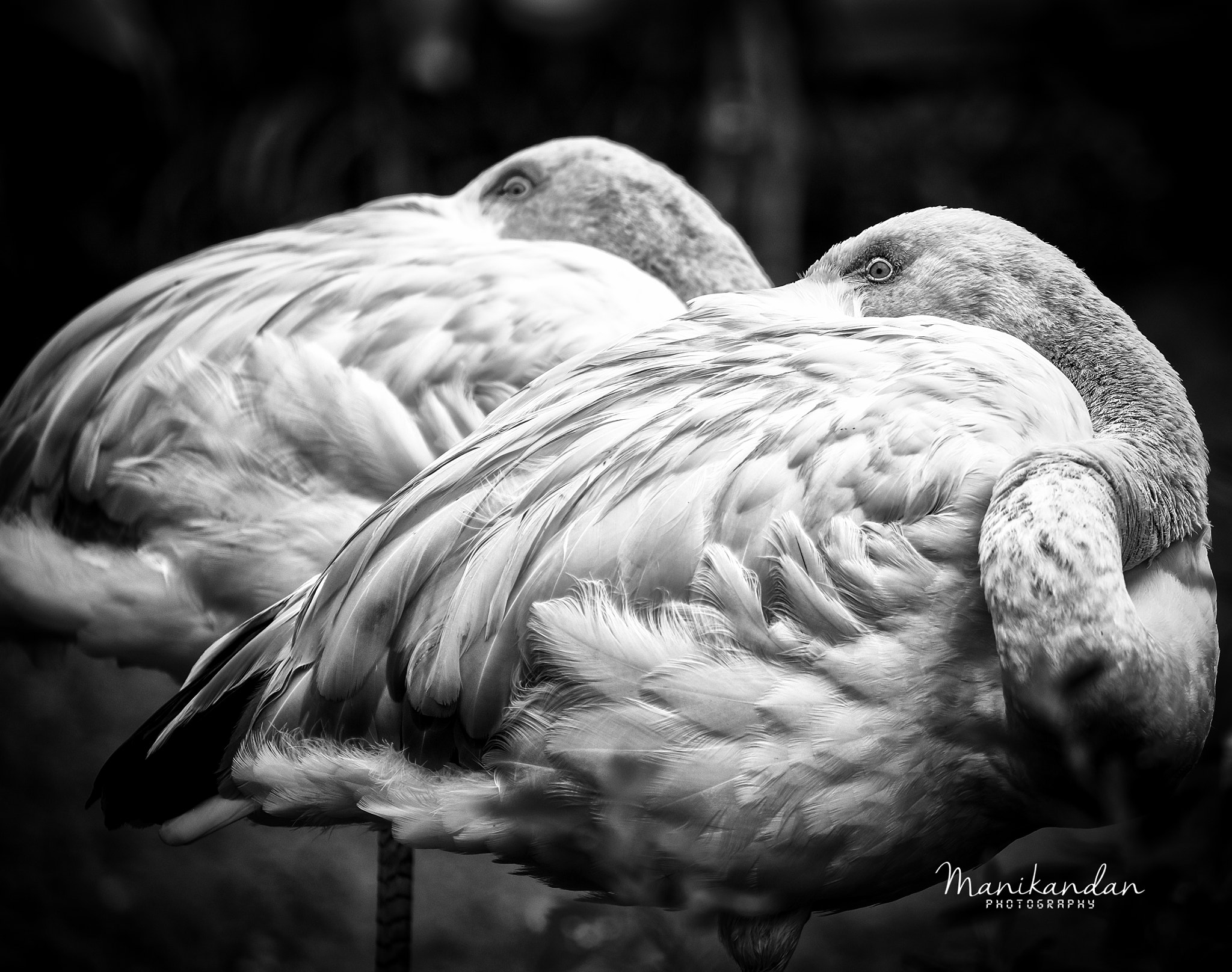 Fujifilm XF 55-200mm F3.5-4.8 R LM OIS sample photo. Pair photography