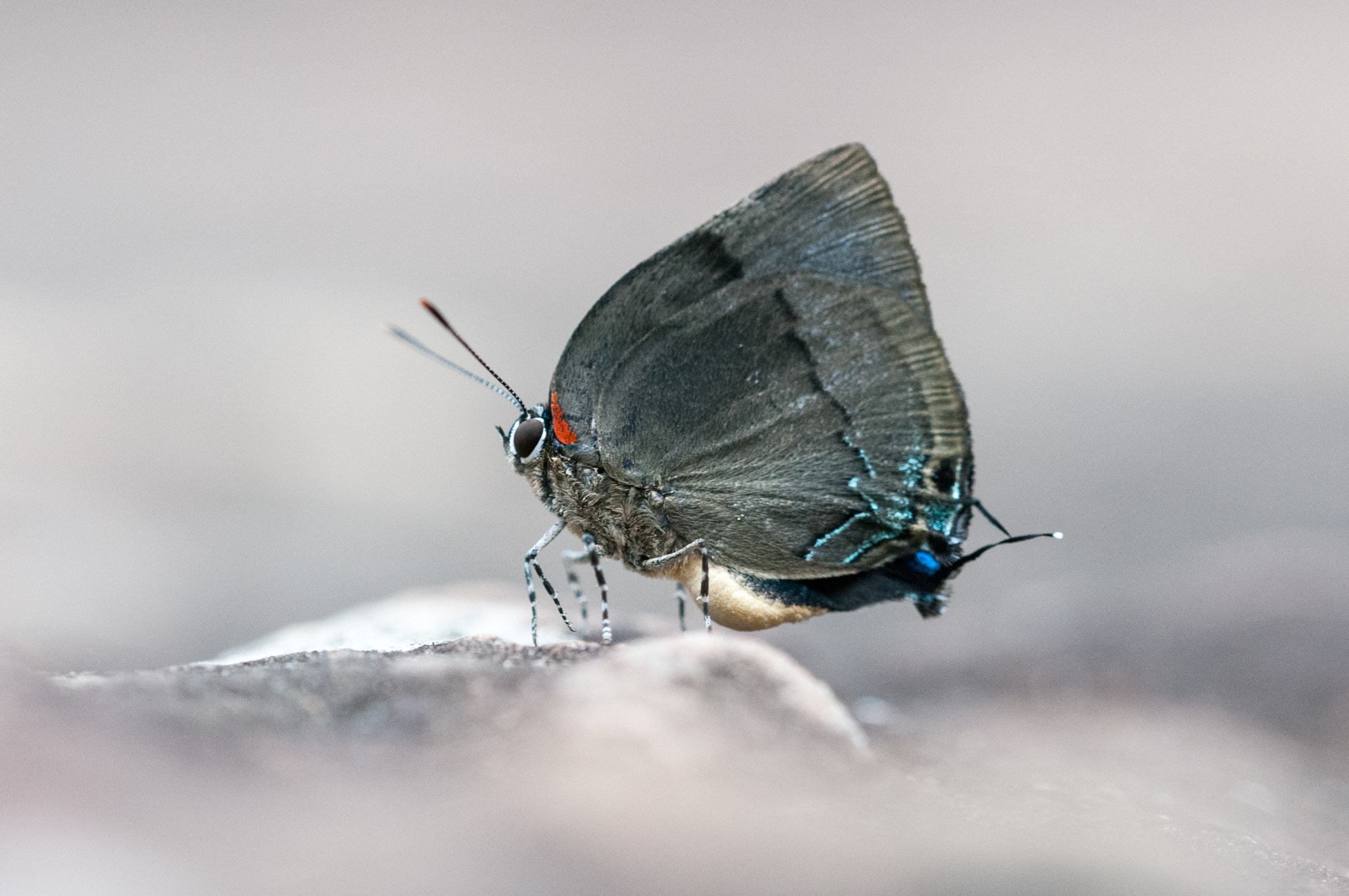 Sigma 150mm F2.8 EX DG OS Macro HSM sample photo. Panthiades bitias butterfly photography