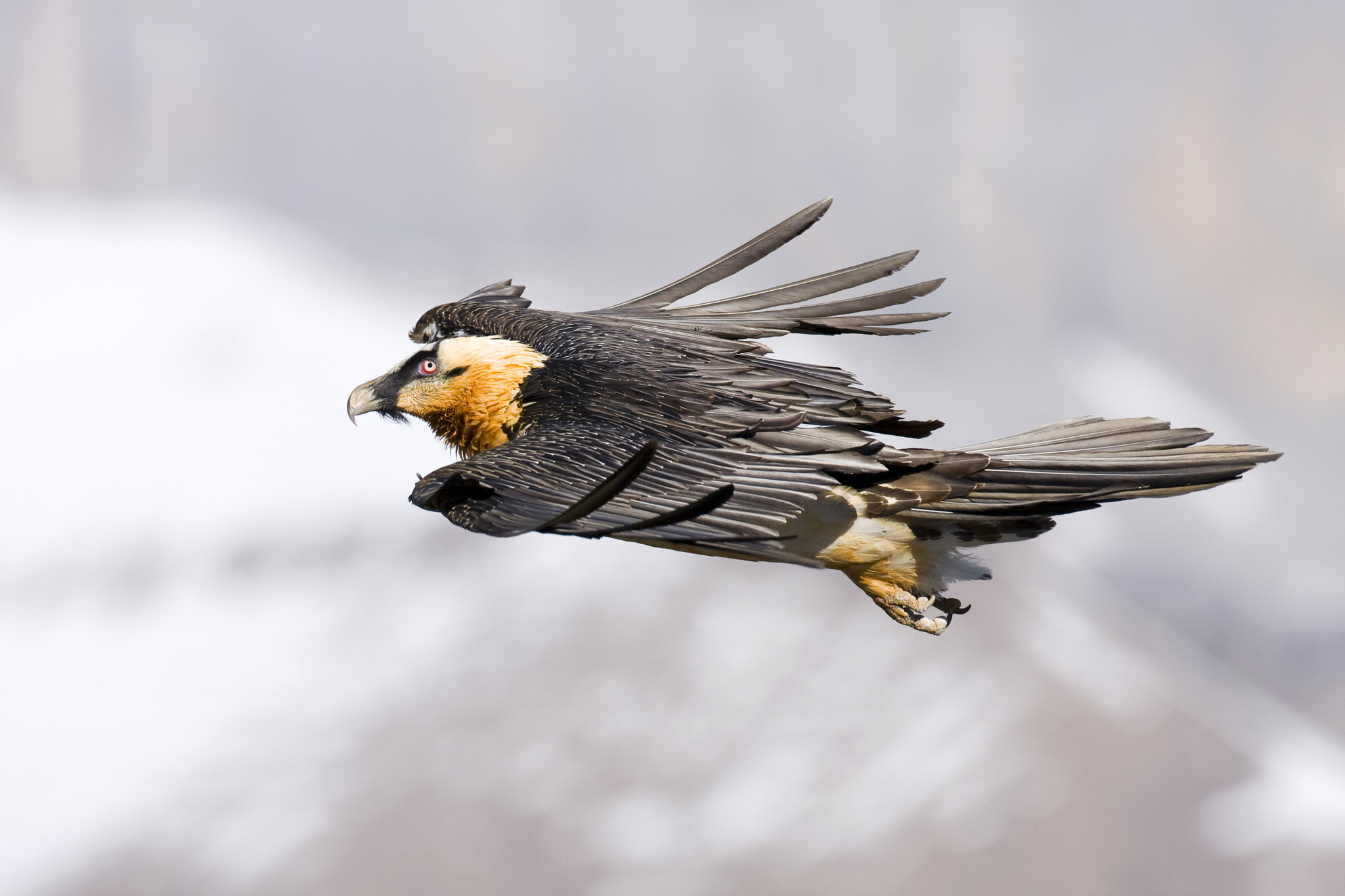 Canon EF 500mm F4L IS USM sample photo. Bearded vulture photography