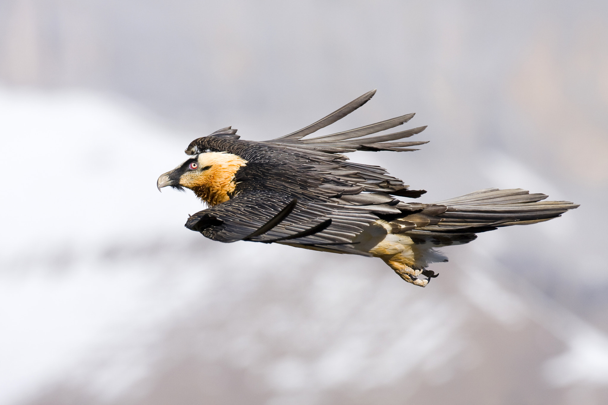 Canon EOS 40D sample photo. Bearded vulture photography