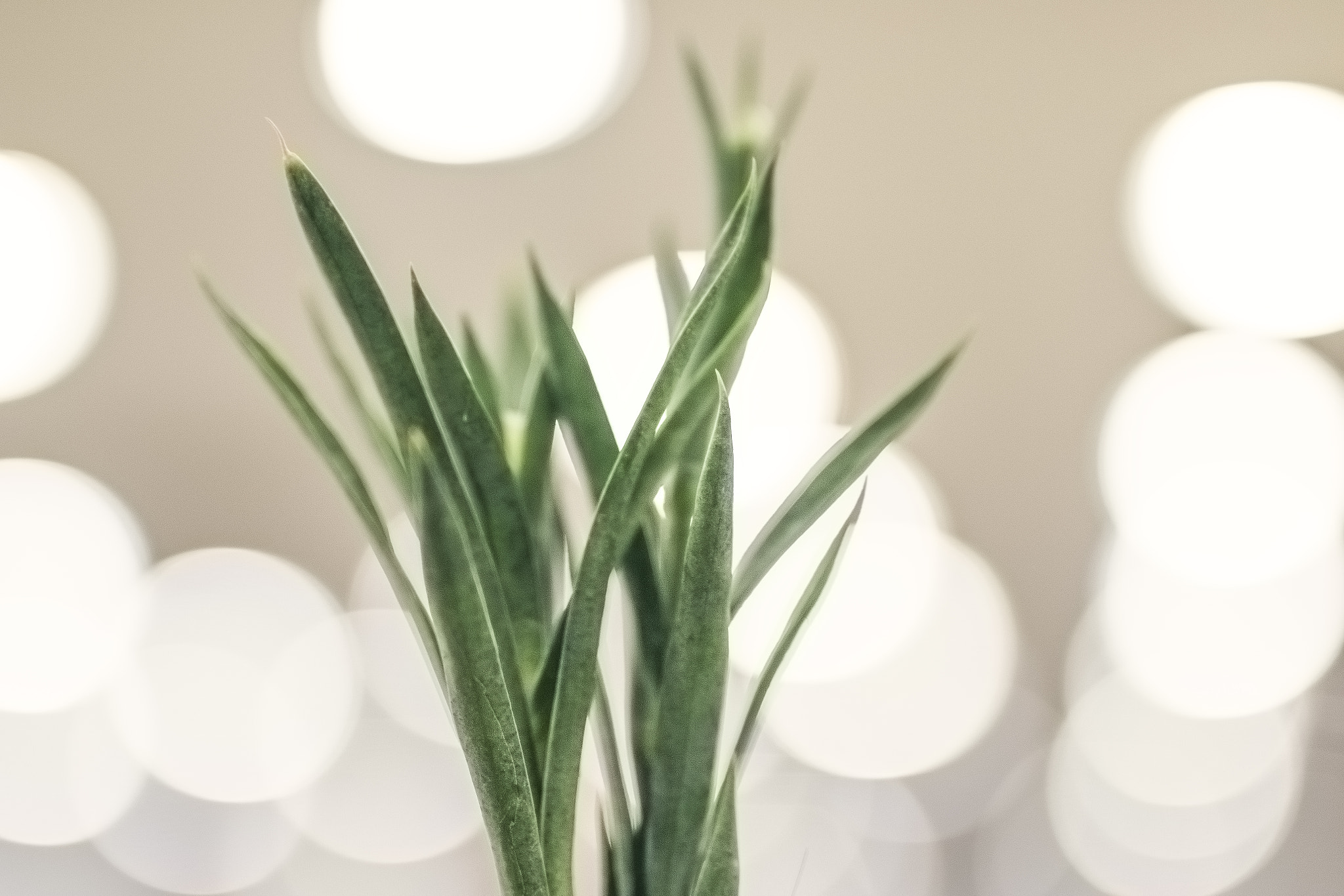 ZEISS Milvus 50mm F1.4 sample photo. Blades photography